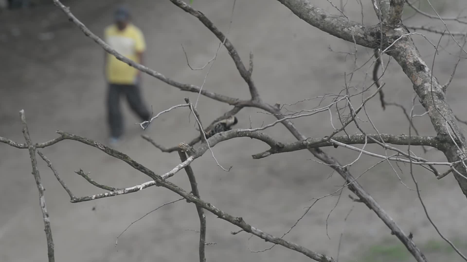 Fulvous-breasted Woodpecker