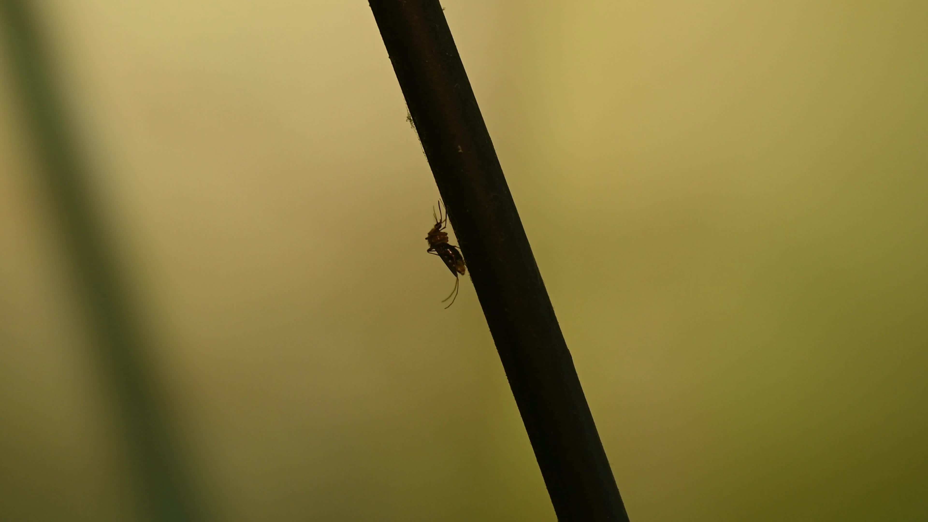 Culex Mosquito - Disease Vector - Mosquito Bites