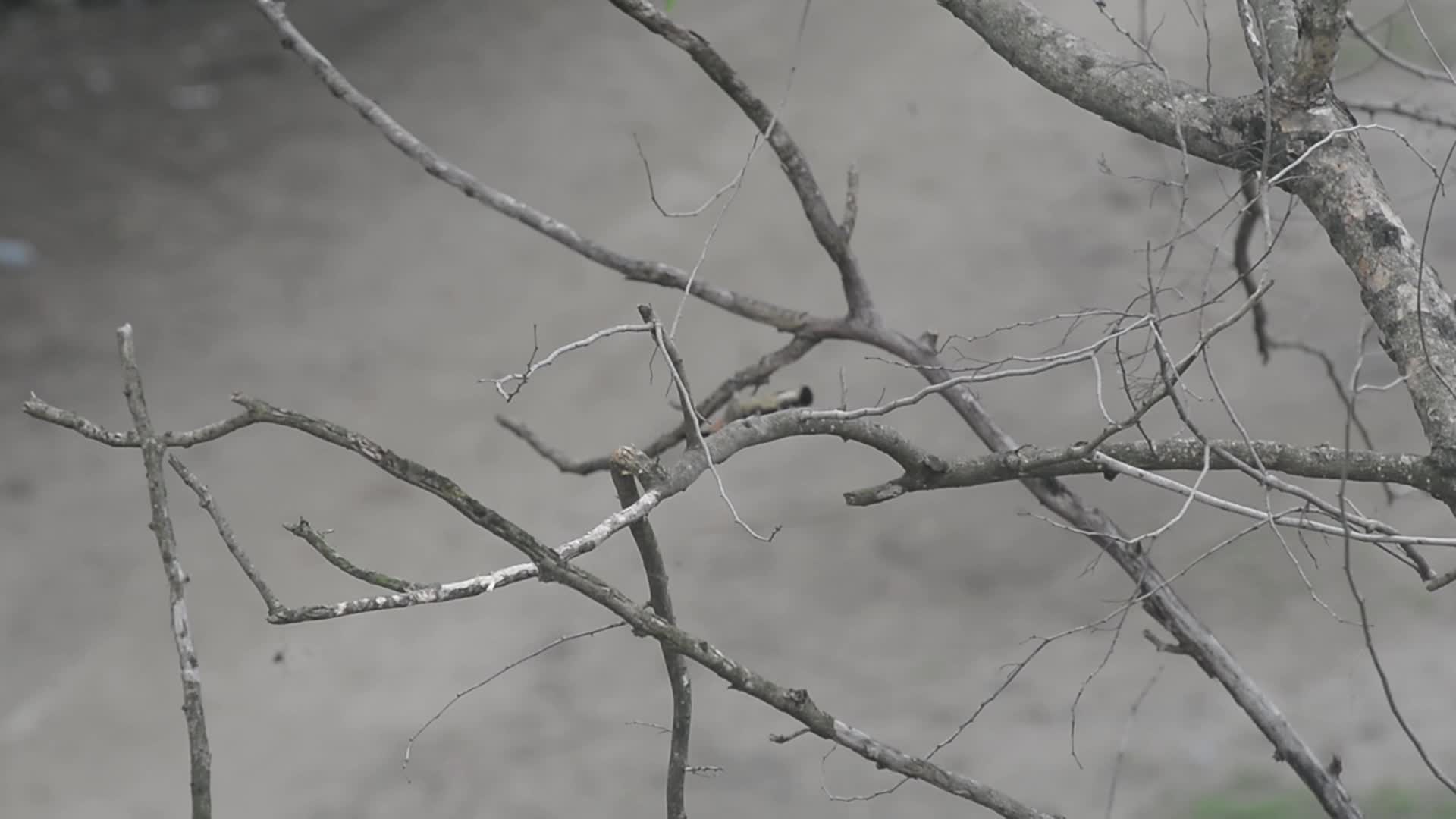 Fulvous-breasted Woodpecker