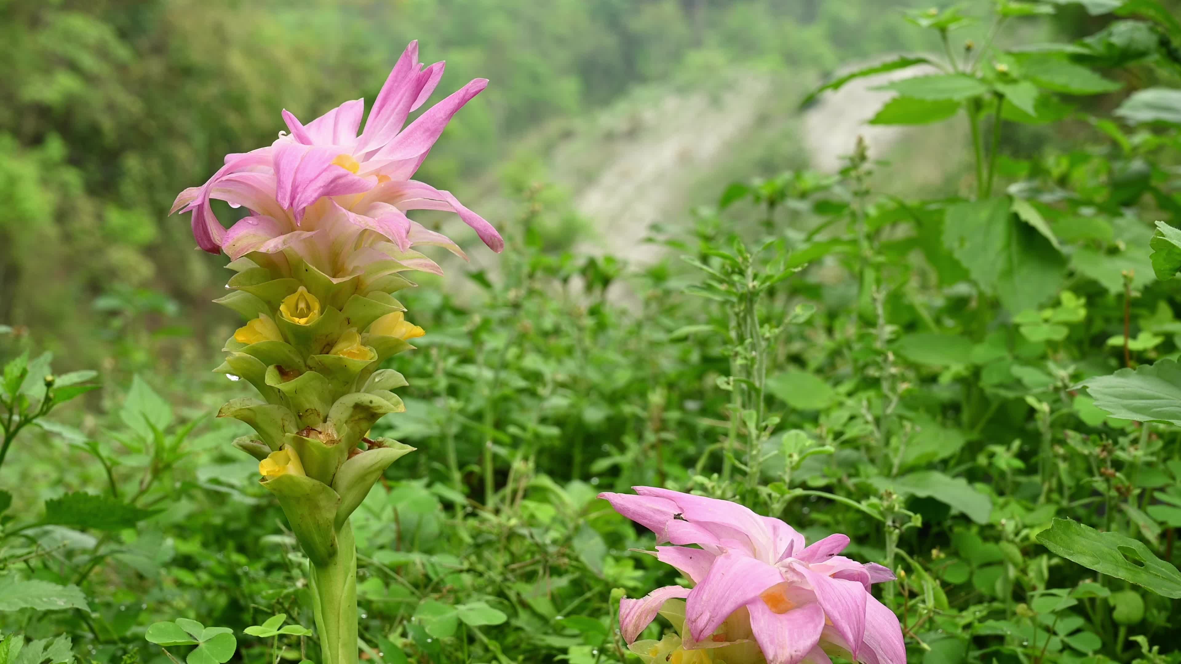 Curcuma aromatica (Wild Turmeric) - Himalayan Wild Flower