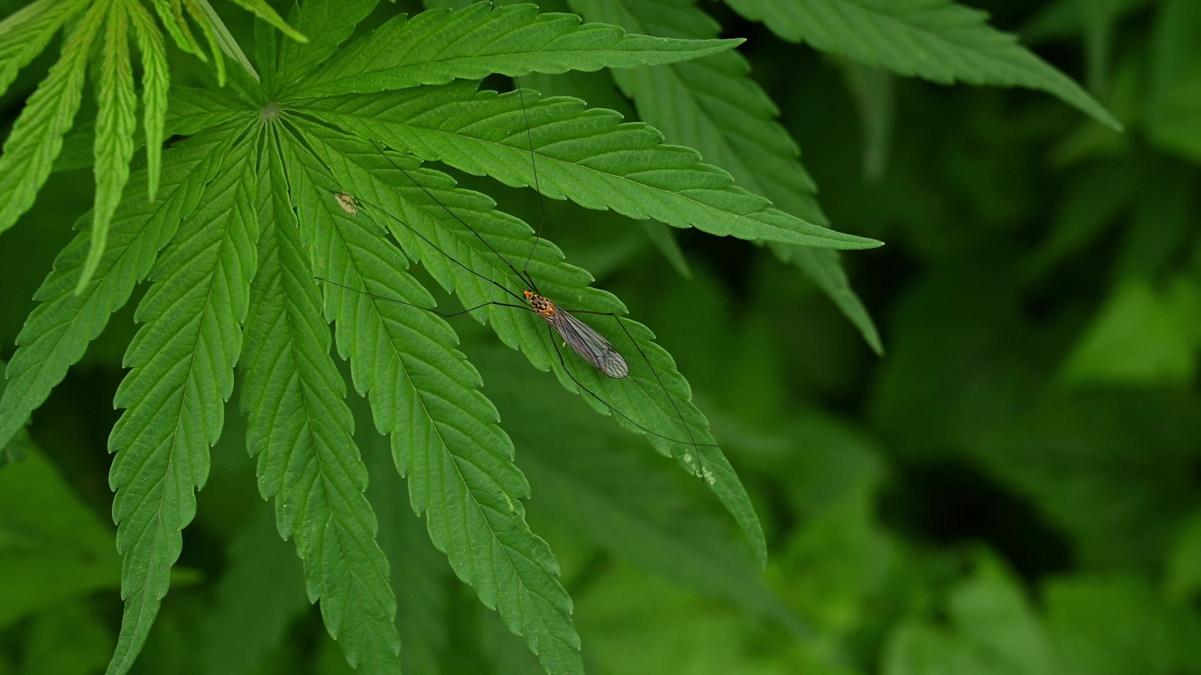 Cannabis sativa in the Himalaya - Spotted crane fly Insect