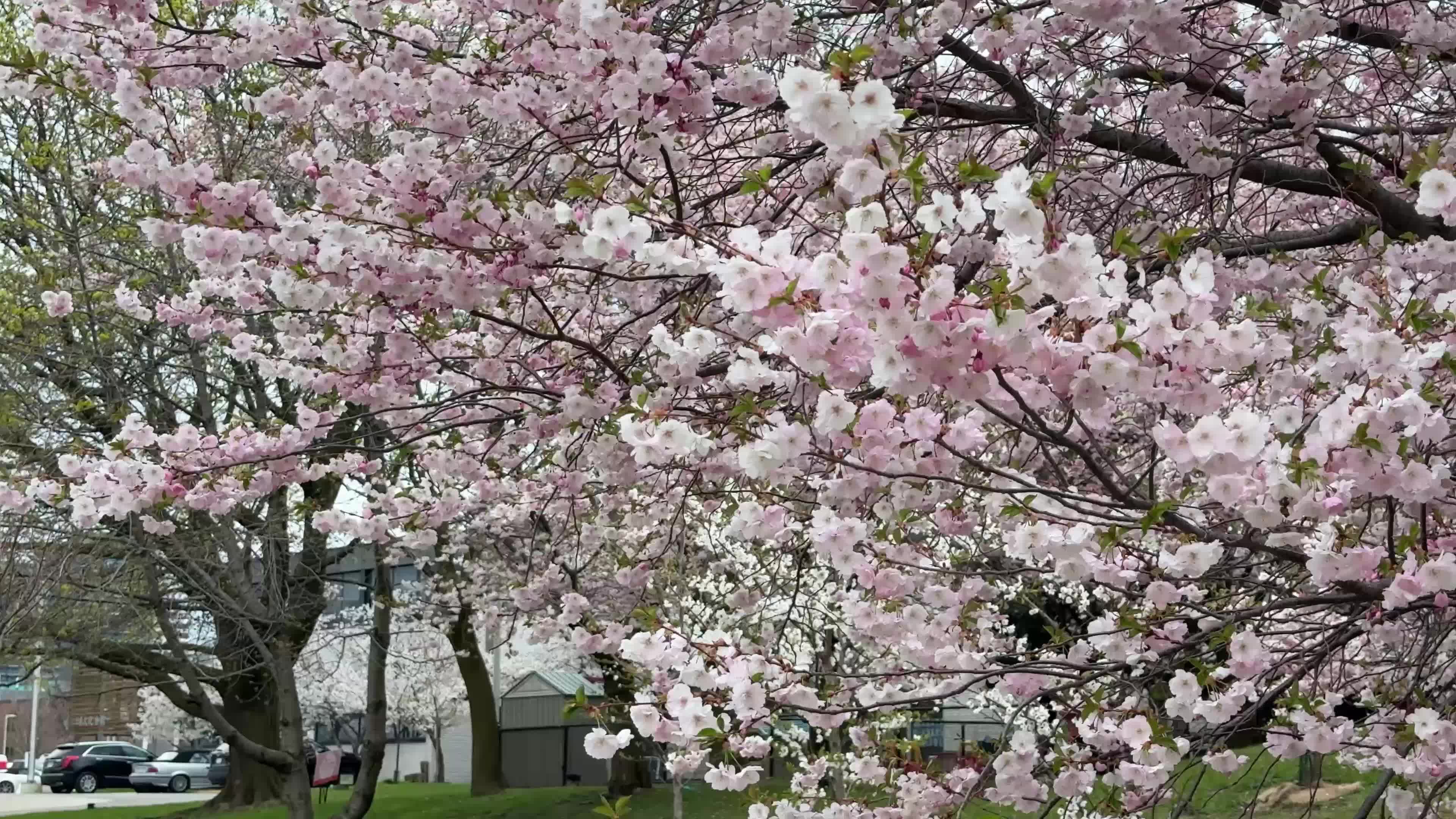 Cherry blossom in Toronto, Canada