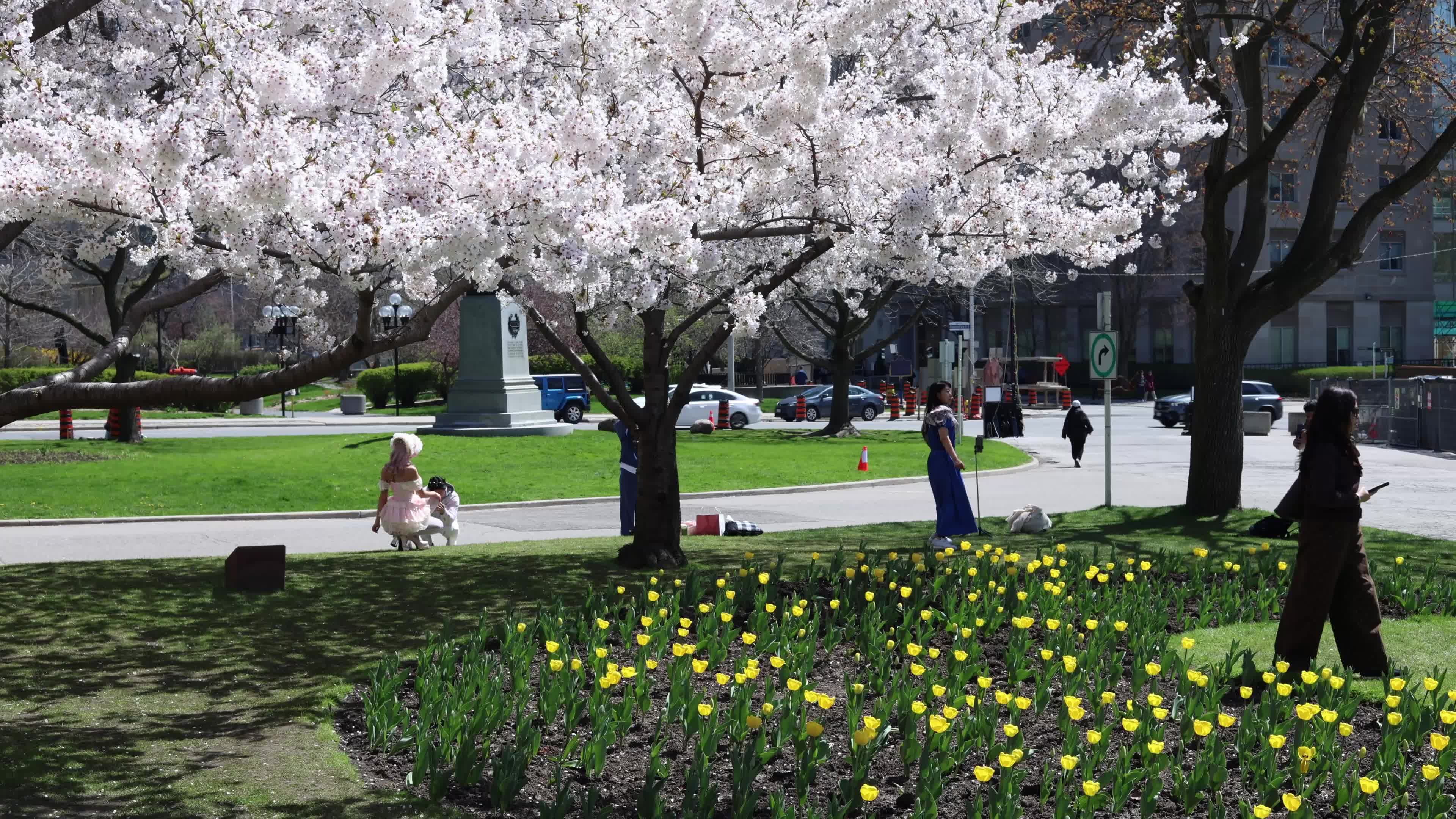 Sakura Trees in full bloom In Toronto, Canada
