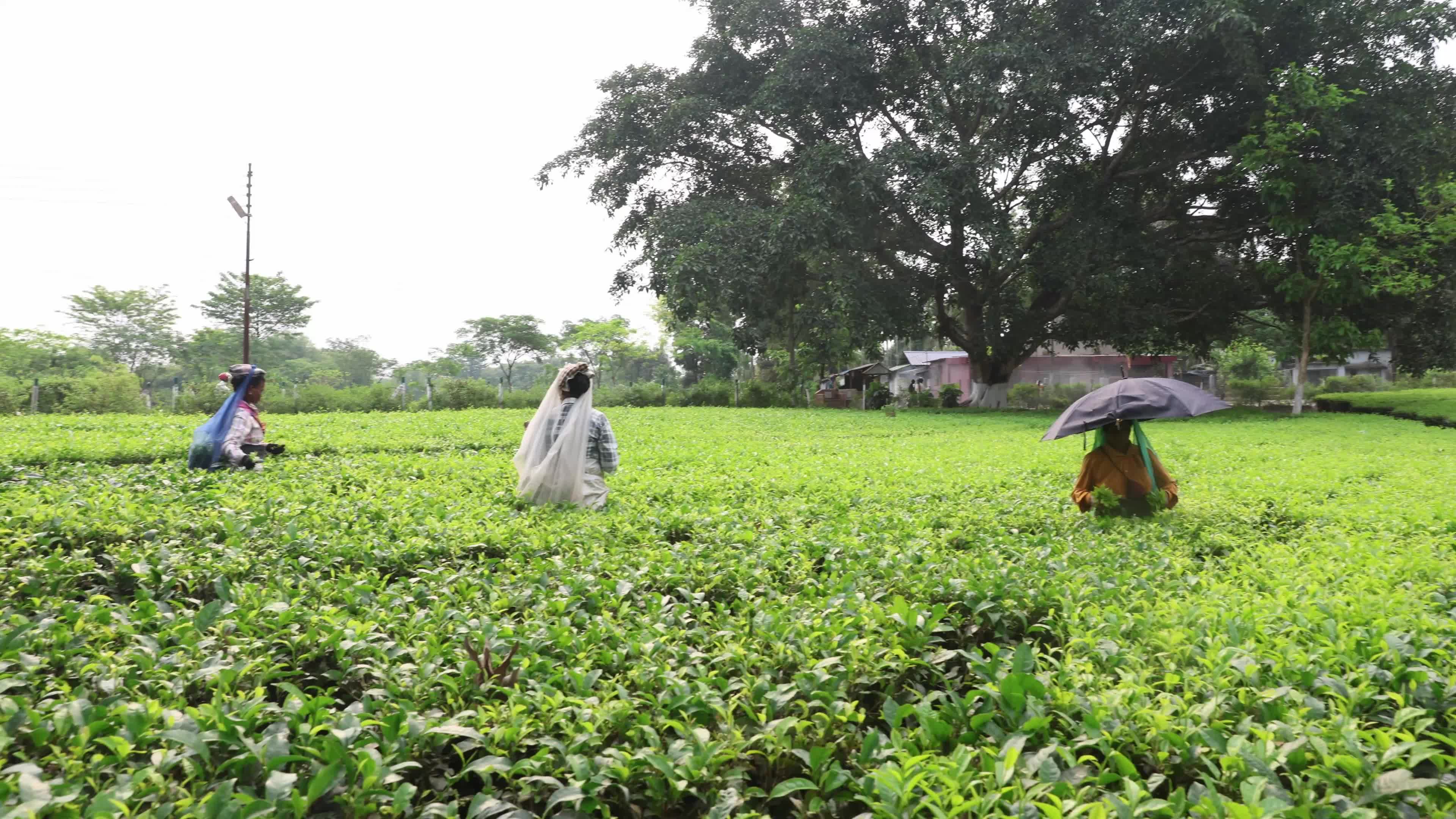Tea Leaves Plucking In, Siliguri, Darjeeling district In India