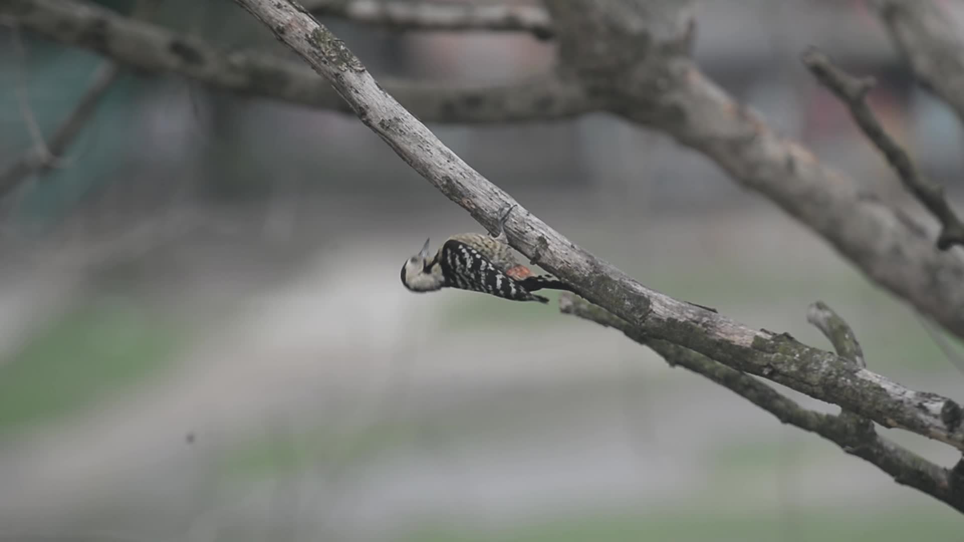 Fulvous-breasted Woodpecker