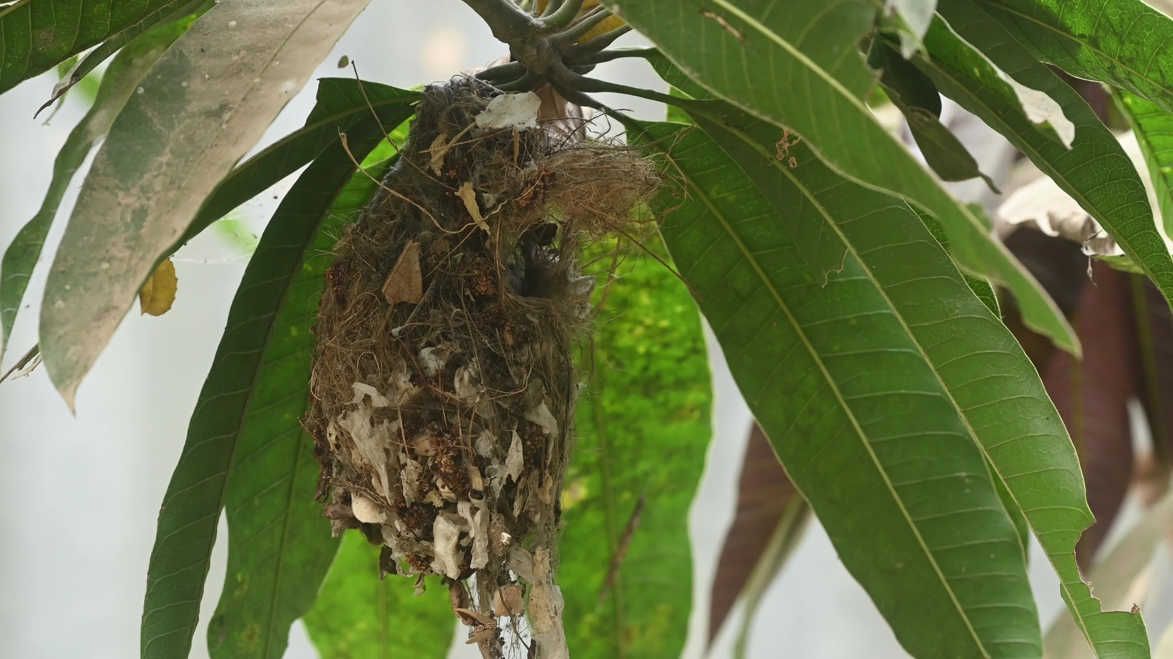Purple Rumped Sunbird nest-building activity