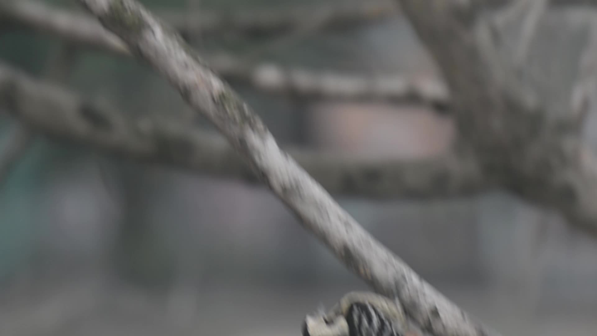 Fulvous-breasted Woodpecker