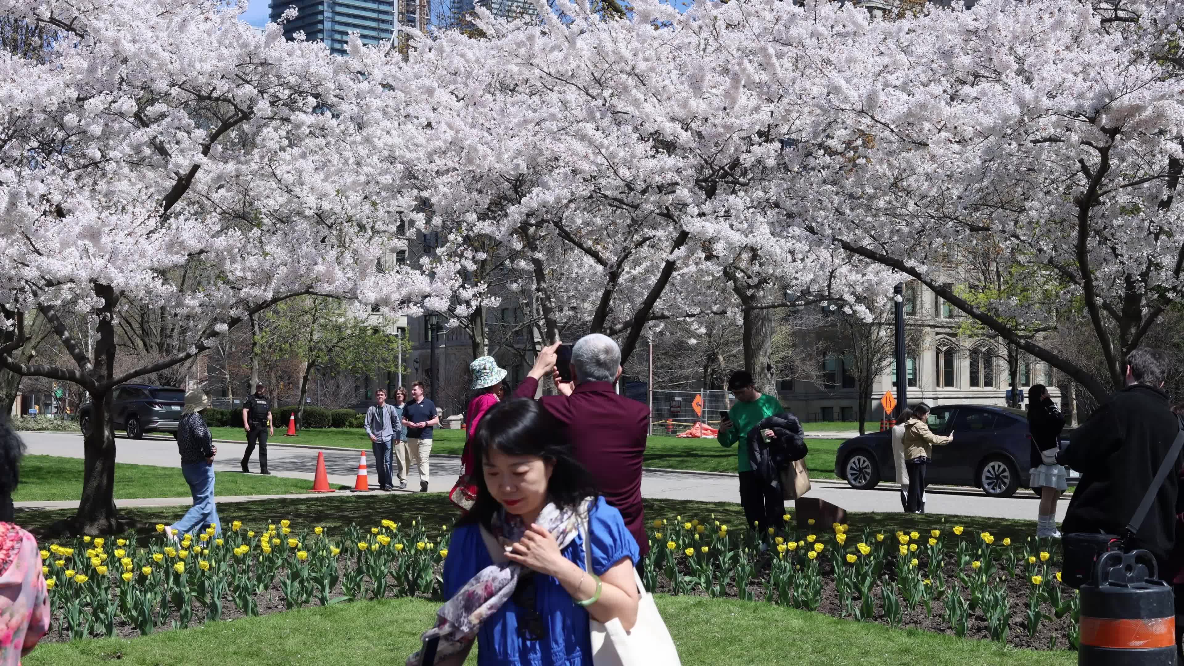 Sakura Trees in full bloom In Toronto, Canada
