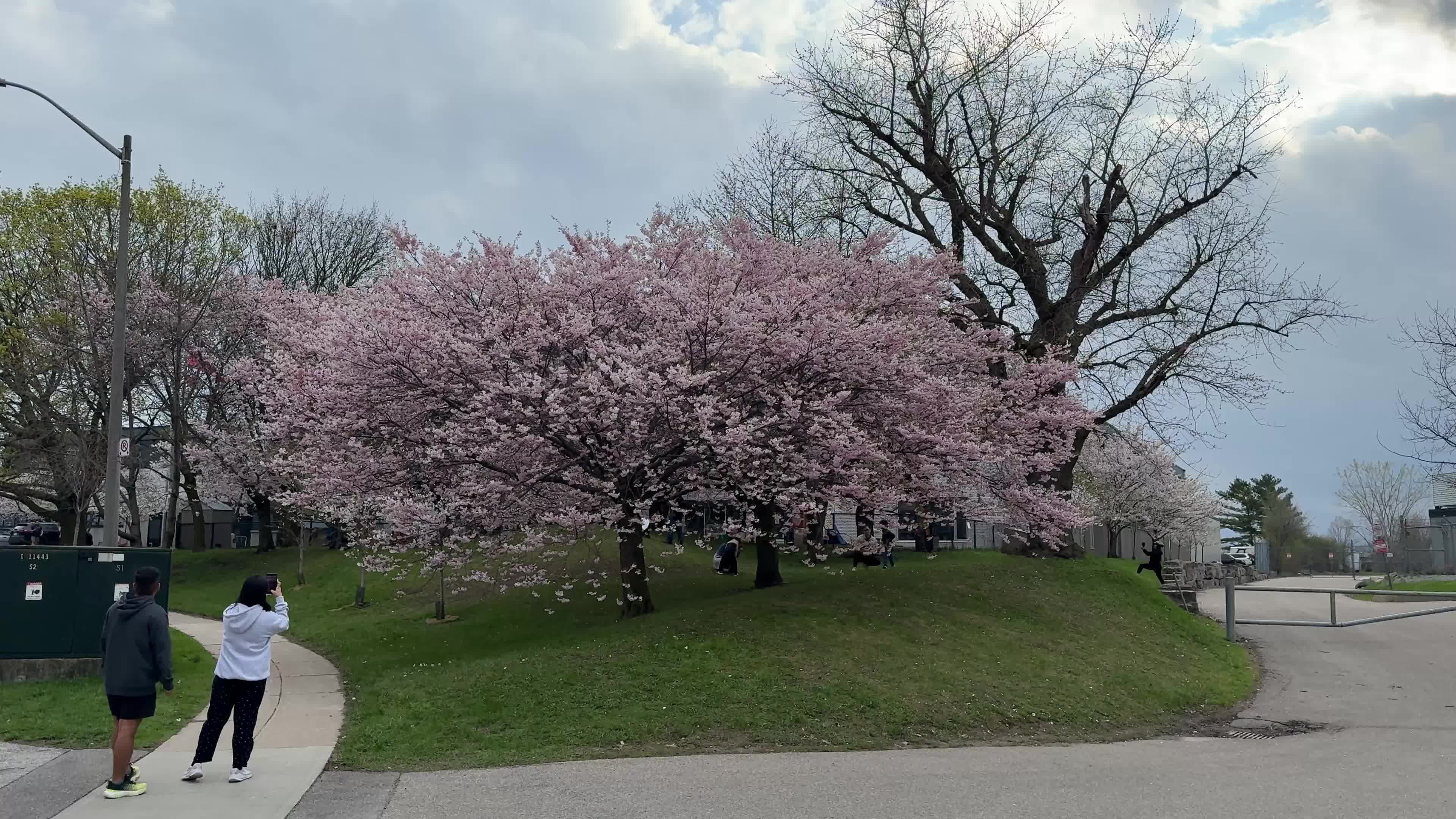 Cherry blossom in Toronto, Canada