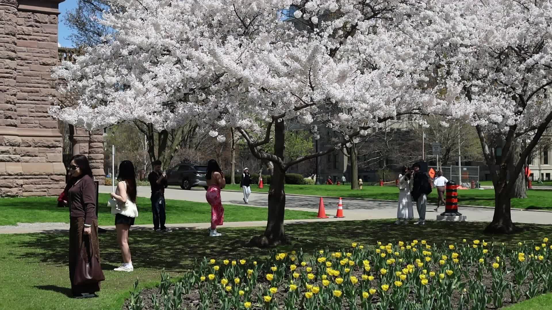 Sakura Trees in full bloom In Toronto, Canada
