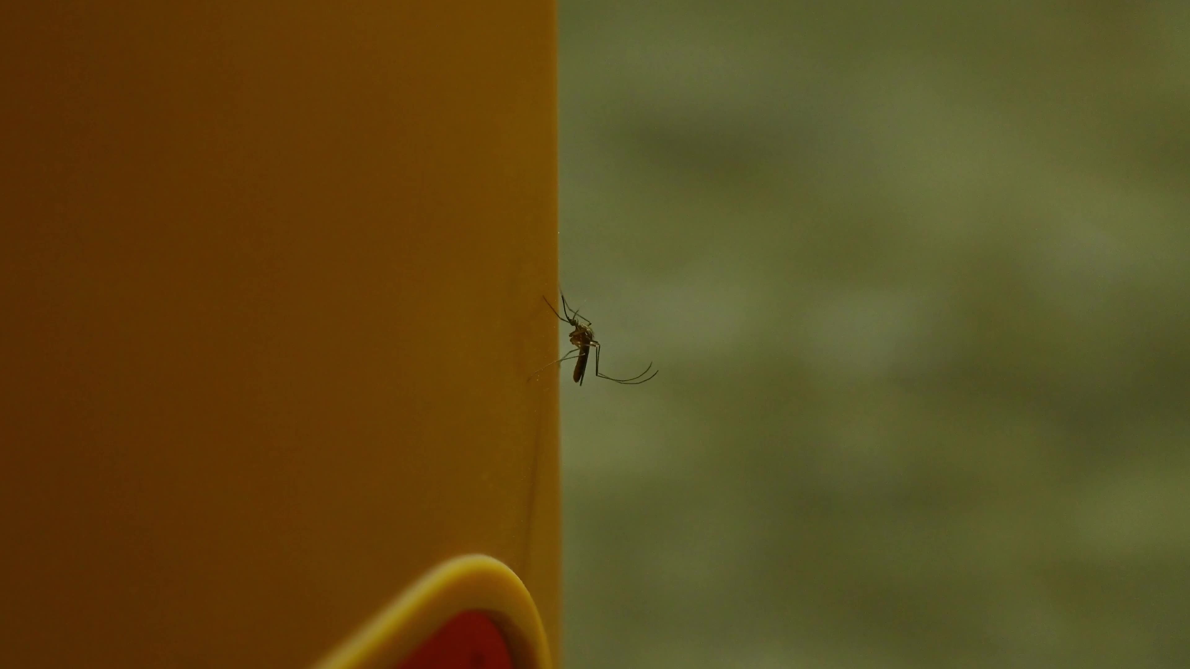 Culex Mosquito - Disease Vector - Mosquito Bites