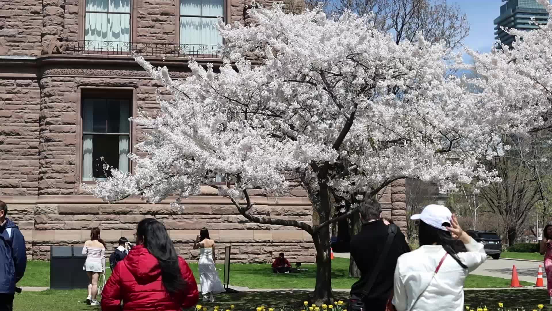 Sakura Trees in full bloom In Toronto, Canada