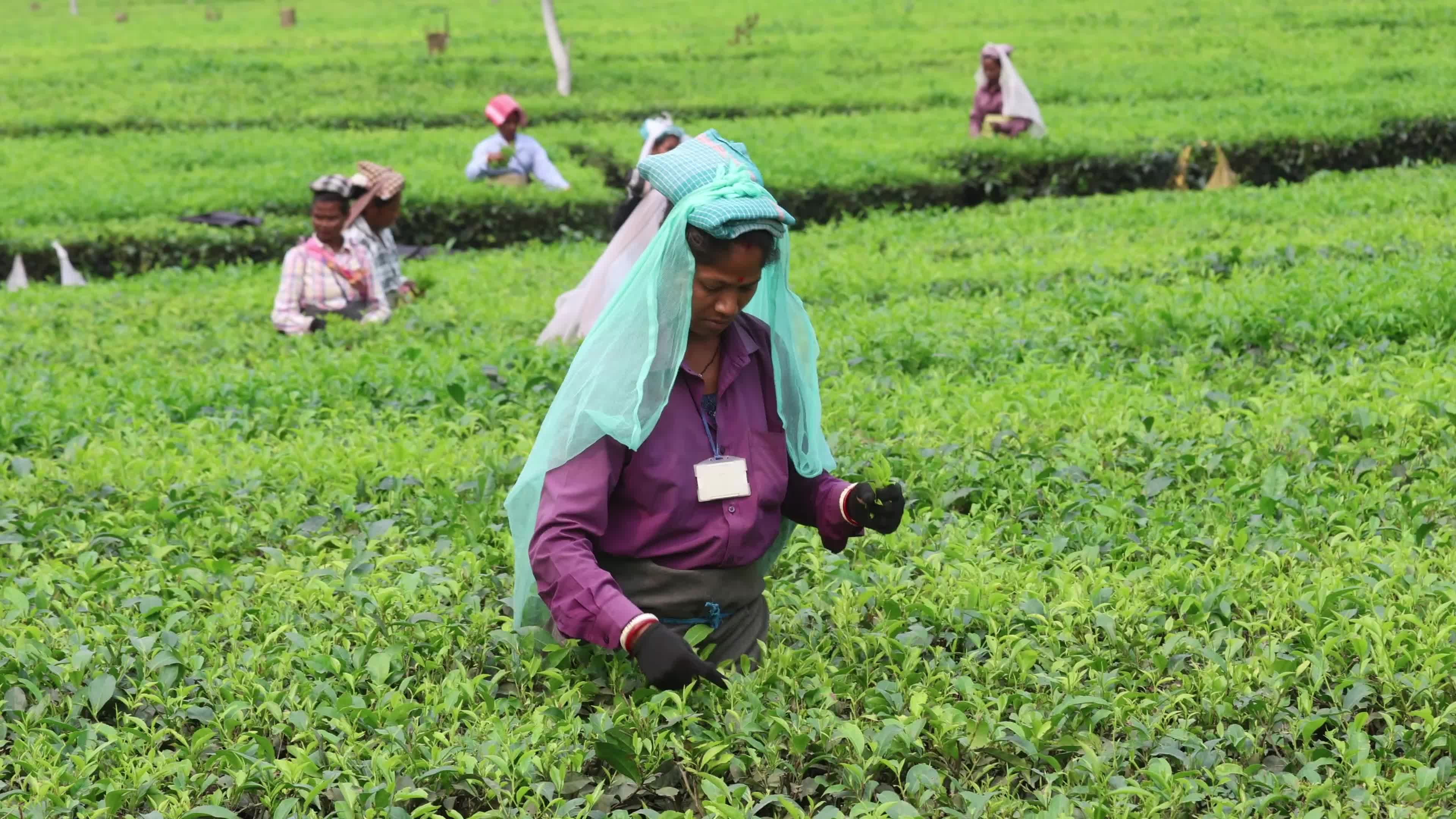 Tea Leaves Plucking In, Siliguri, Darjeeling district In India