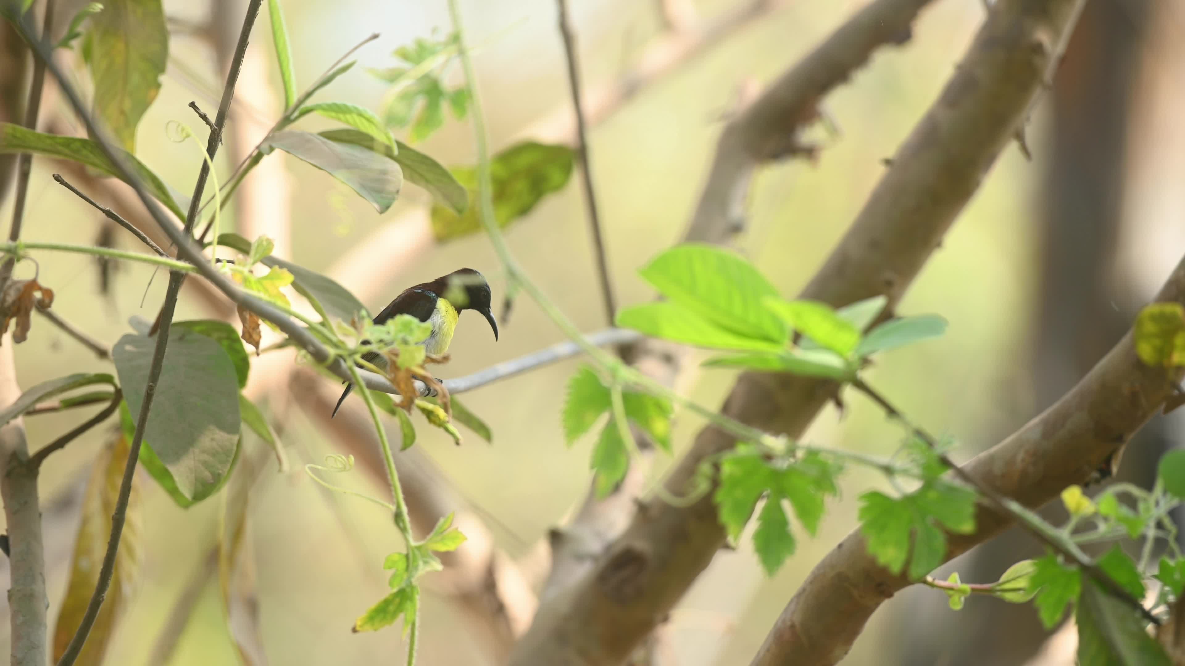 Purple Rumped Sunbird nest-building activity
