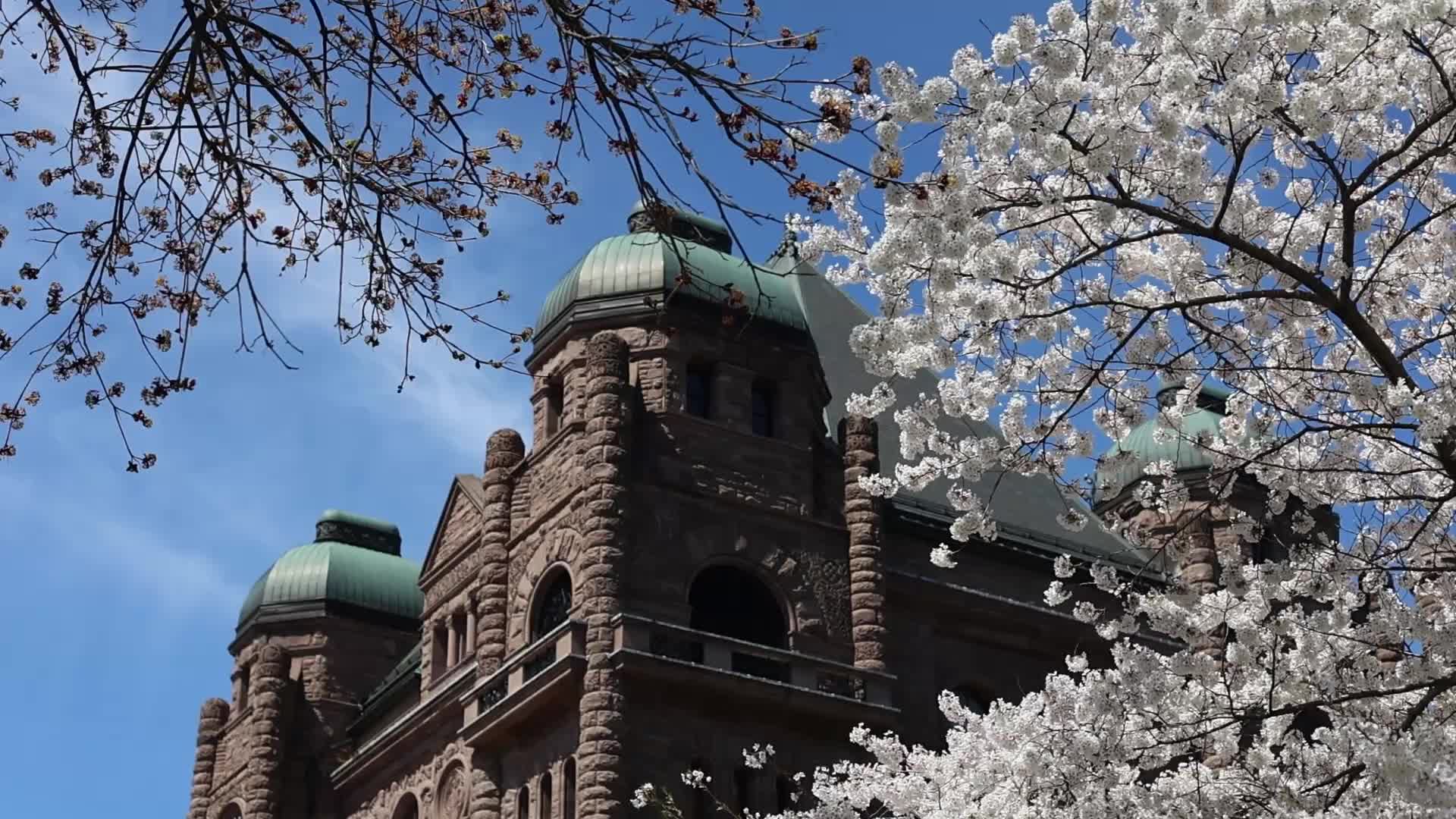 Sakura Trees in full bloom In Toronto, Canada