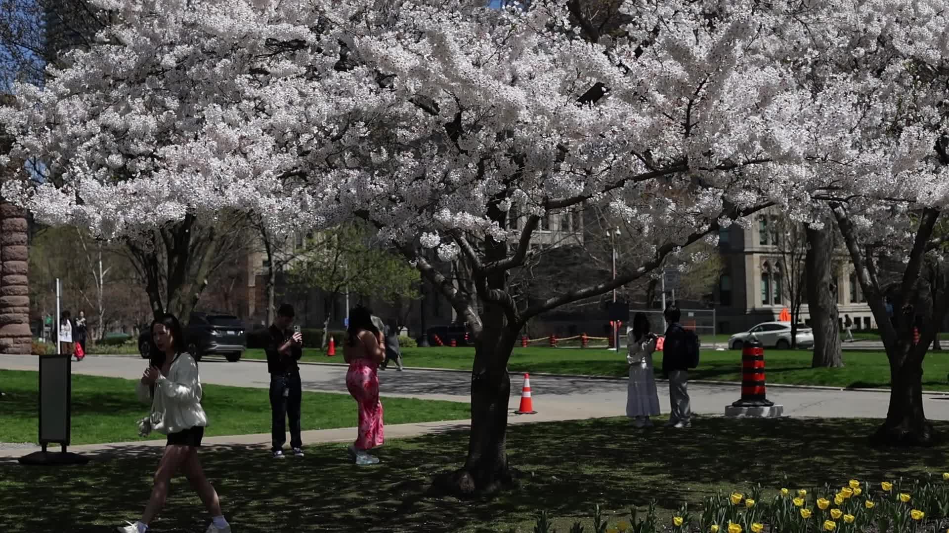 Sakura Trees in full bloom In Toronto, Canada