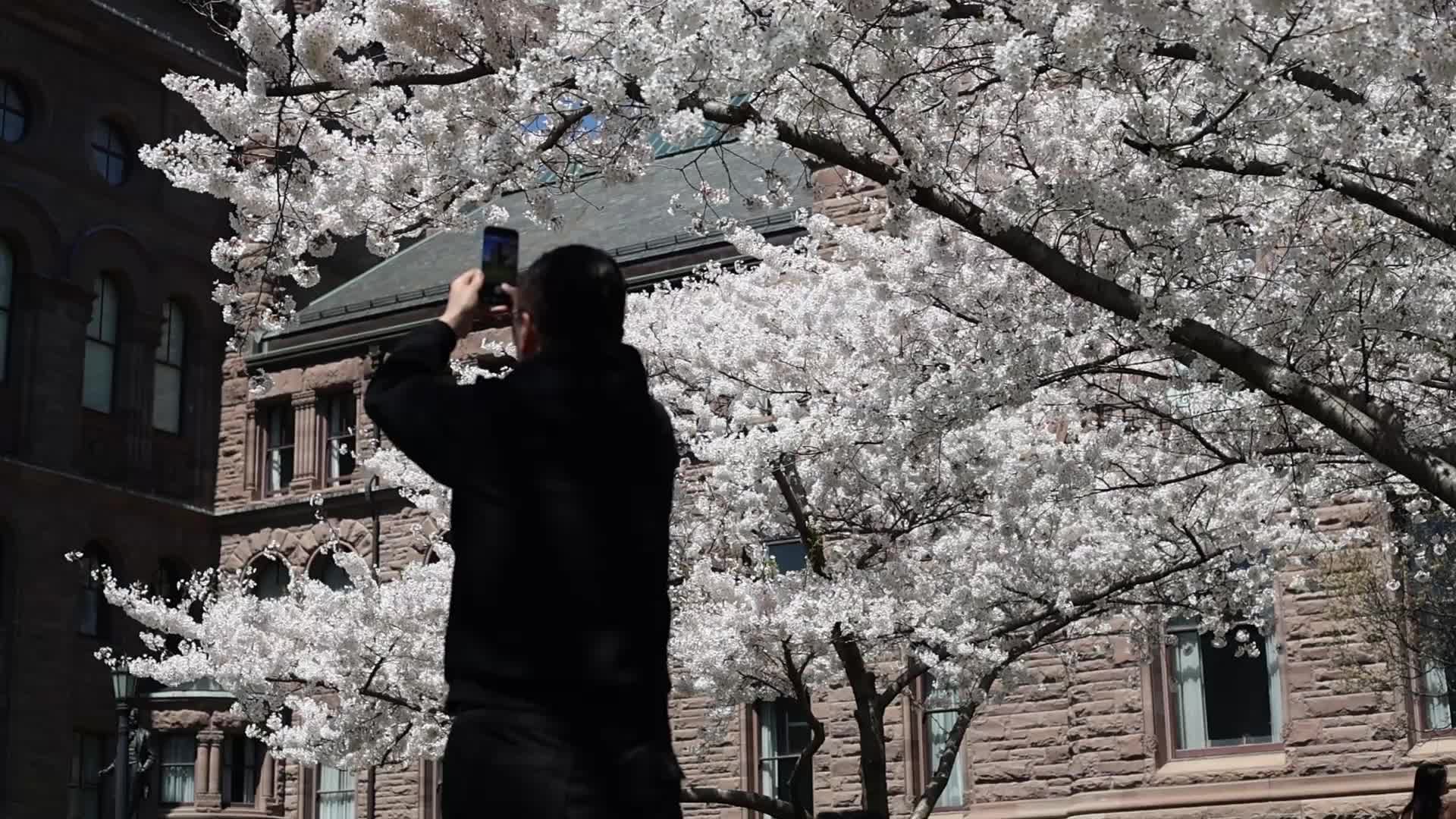 Sakura Trees in full bloom In Toronto, Canada