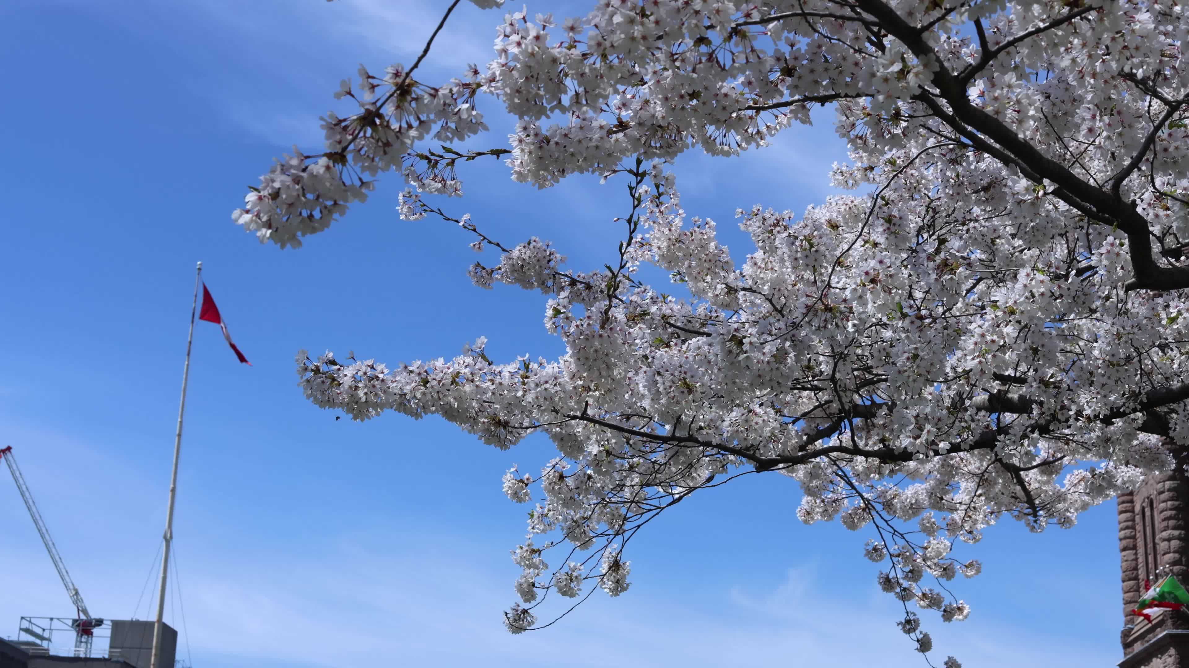 Sakura Trees in full bloom In Toronto, Canada