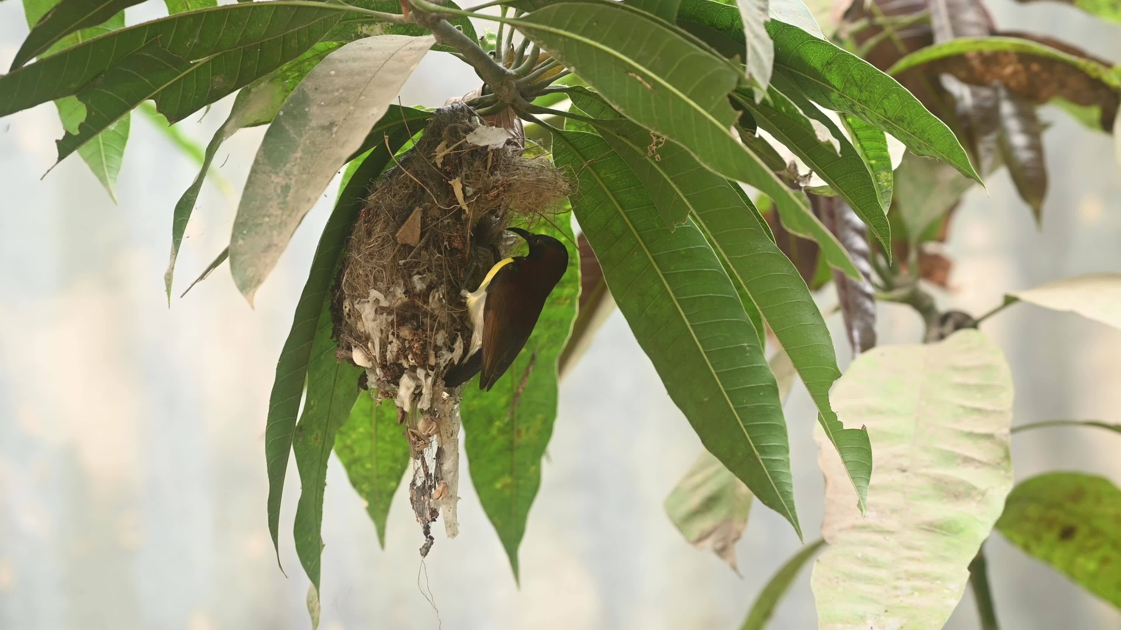 Purple Rumped Sunbird nest-building activity