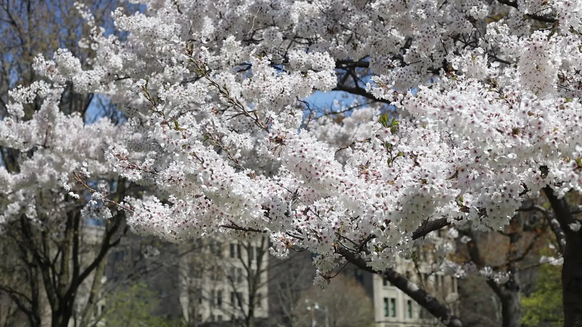 Sakura Trees in full bloom In Toronto, Canada