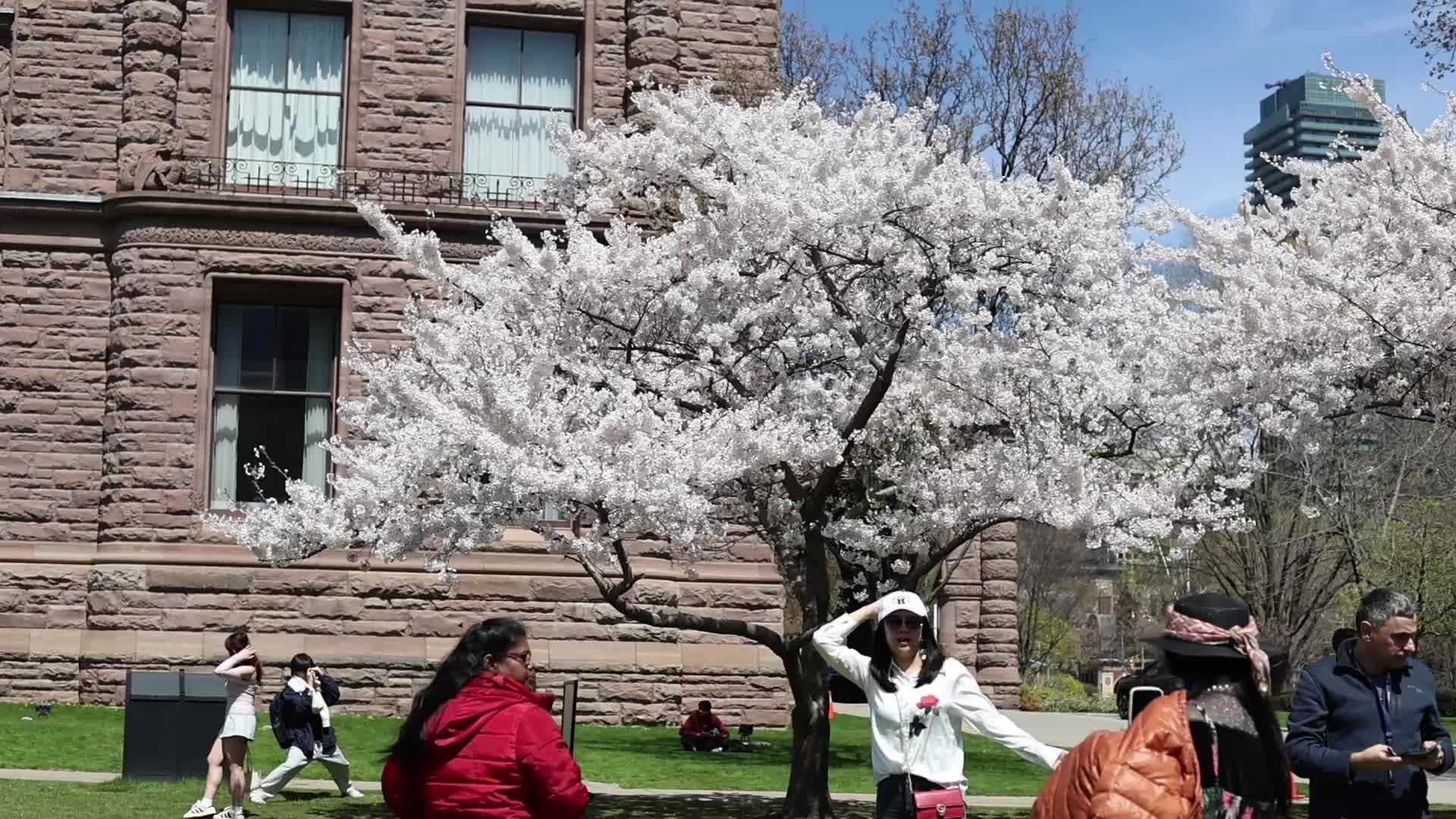 Sakura Trees in full bloom In Toronto, Canada
