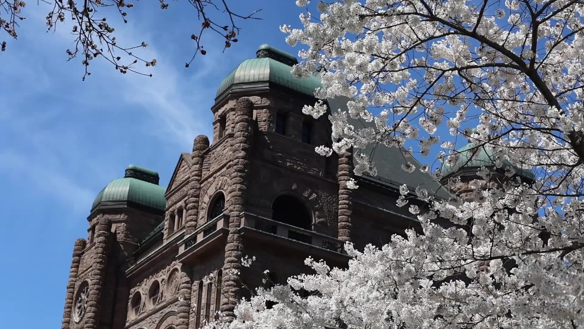 Sakura Trees in full bloom In Toronto, Canada