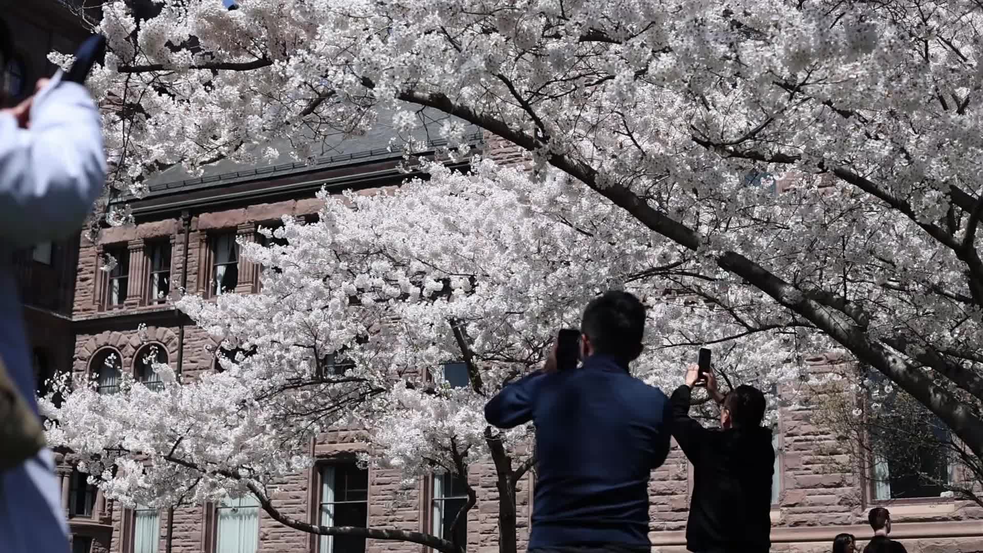 Sakura Trees in full bloom In Toronto, Canada