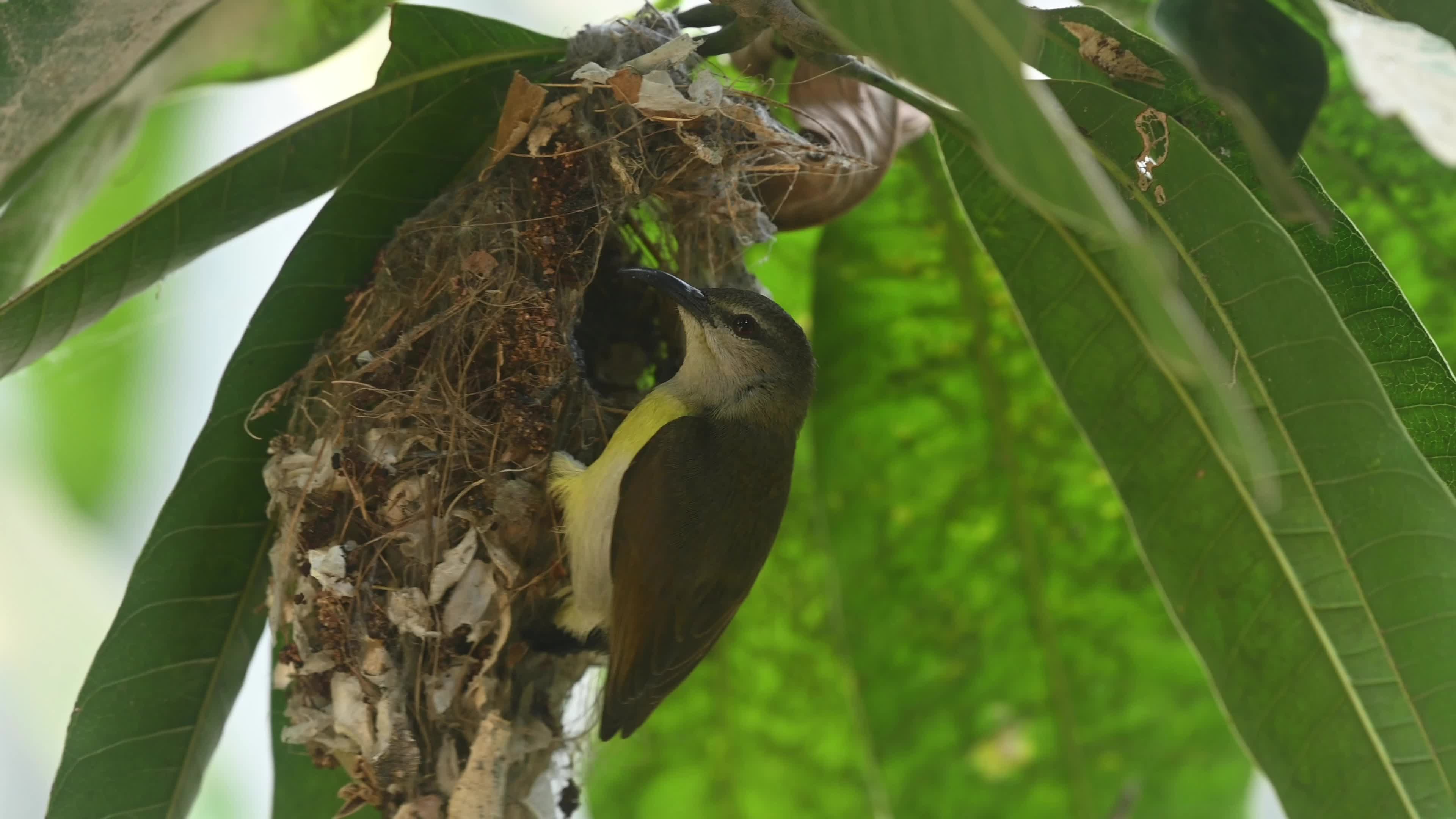 Purple Rumped Sunbird nest-building activity