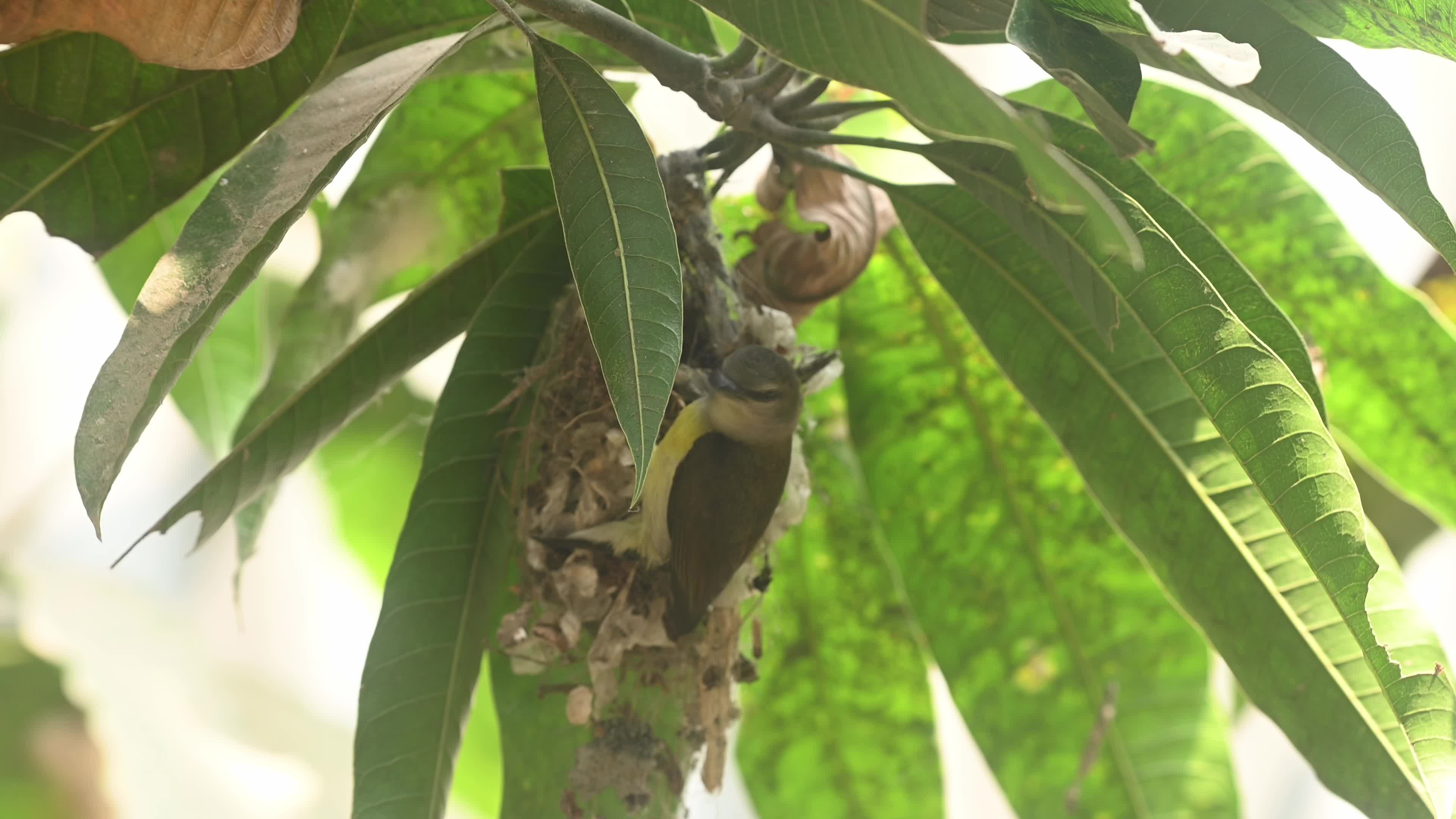 Purple Rumped Sunbird nest-building activity
