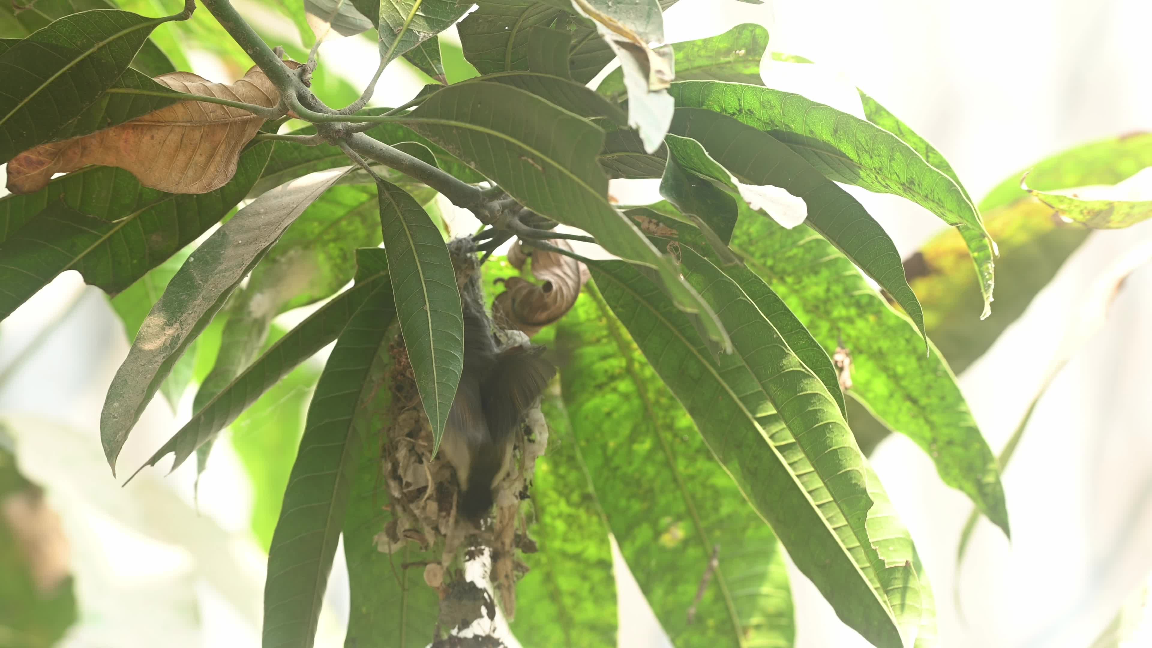 Purple Rumped Sunbird nest-building activity