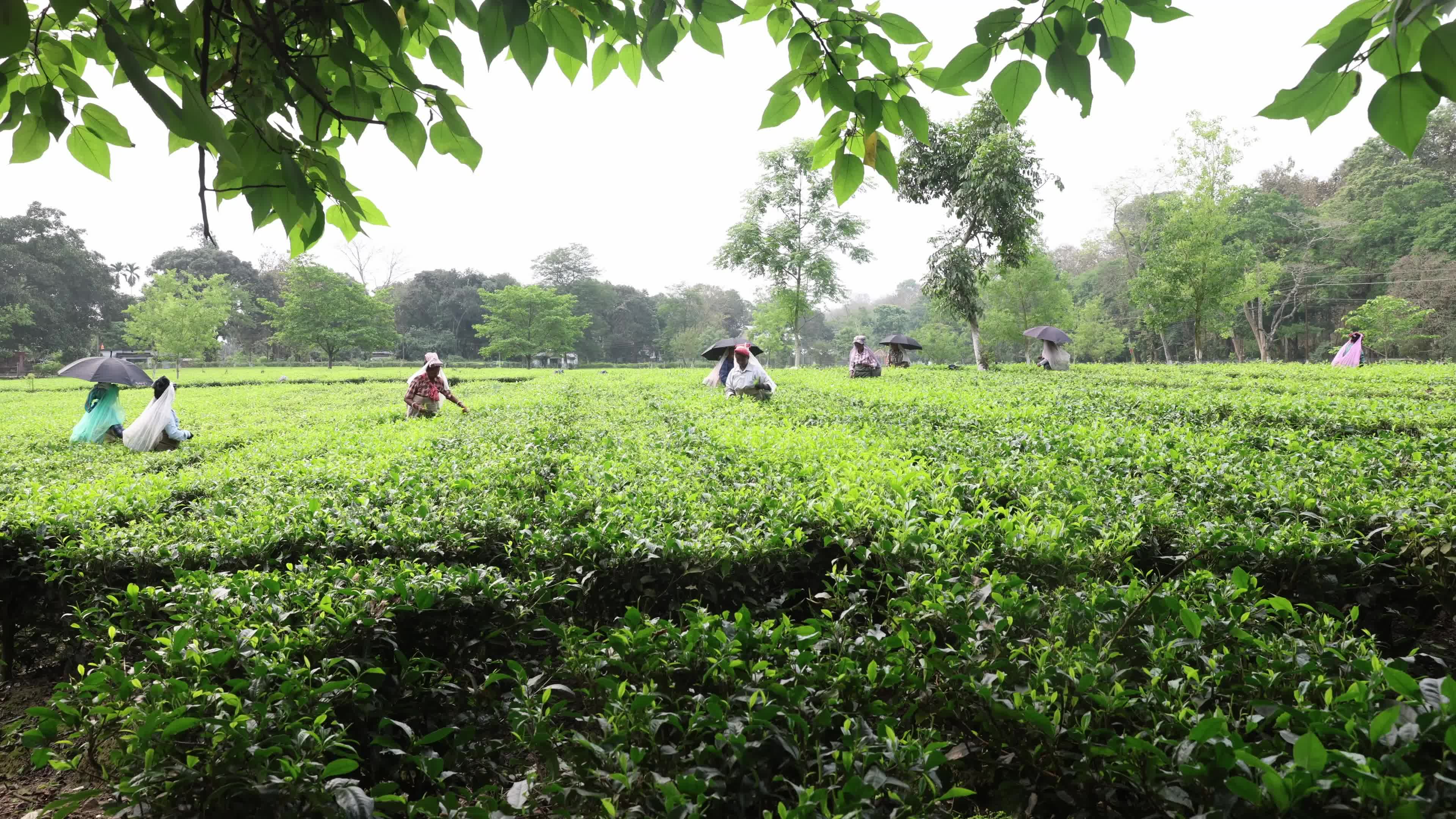 Tea Leaves Plucking In, Siliguri, Darjeeling district In India