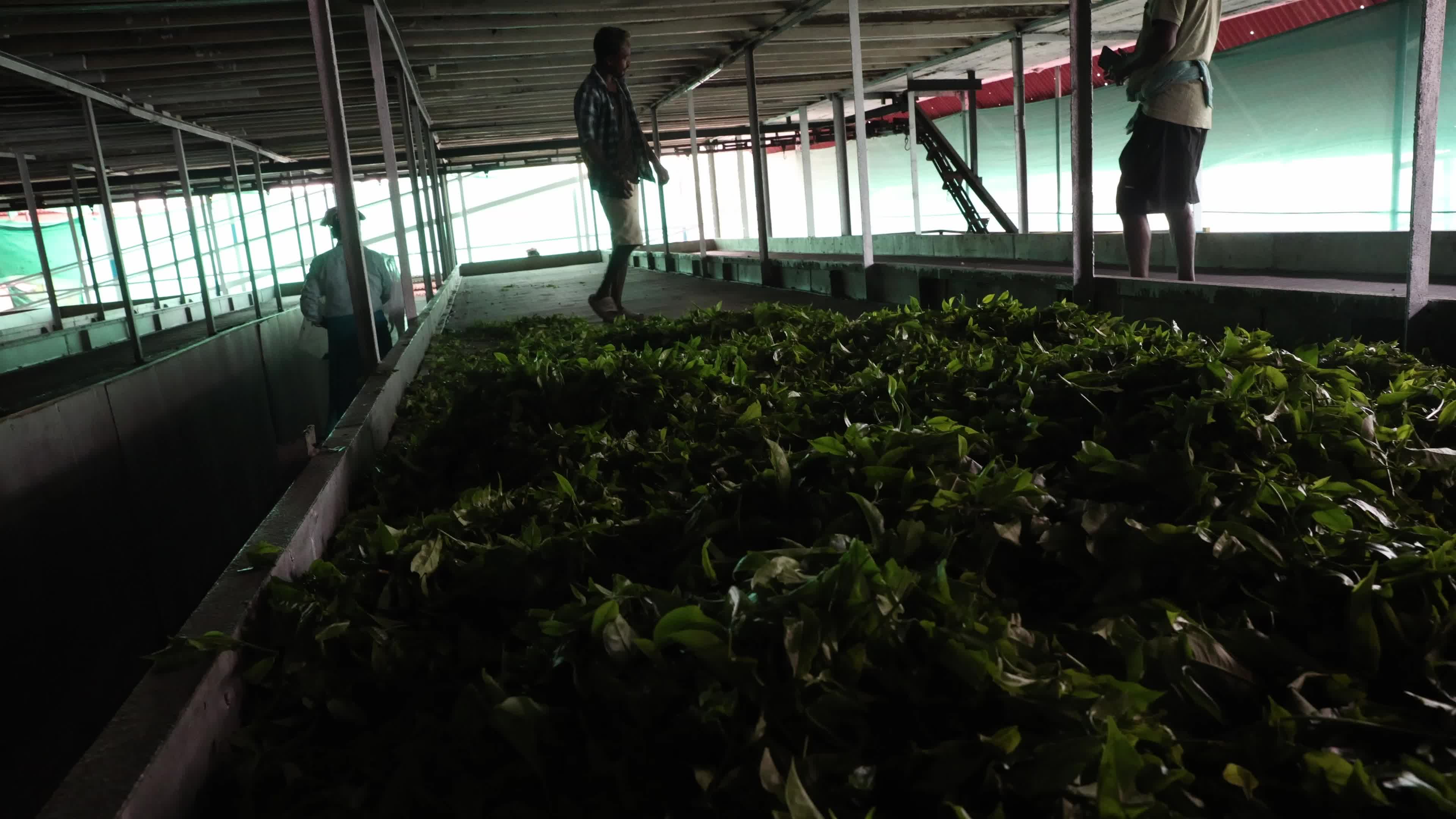 Tea Leaves Plucking In, Siliguri, Darjeeling district In India