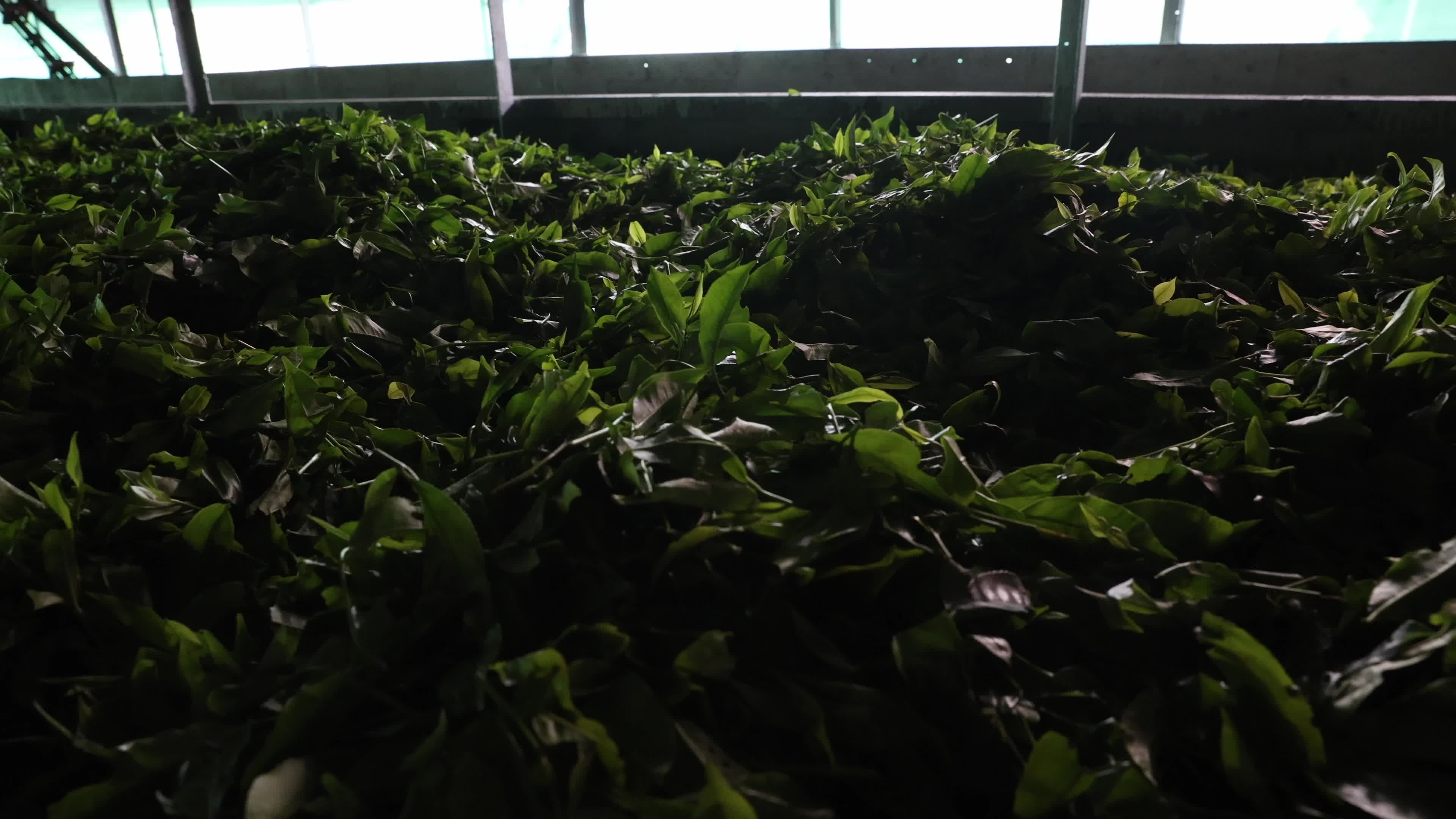 Tea Leaves Plucking In, Siliguri, Darjeeling district In India