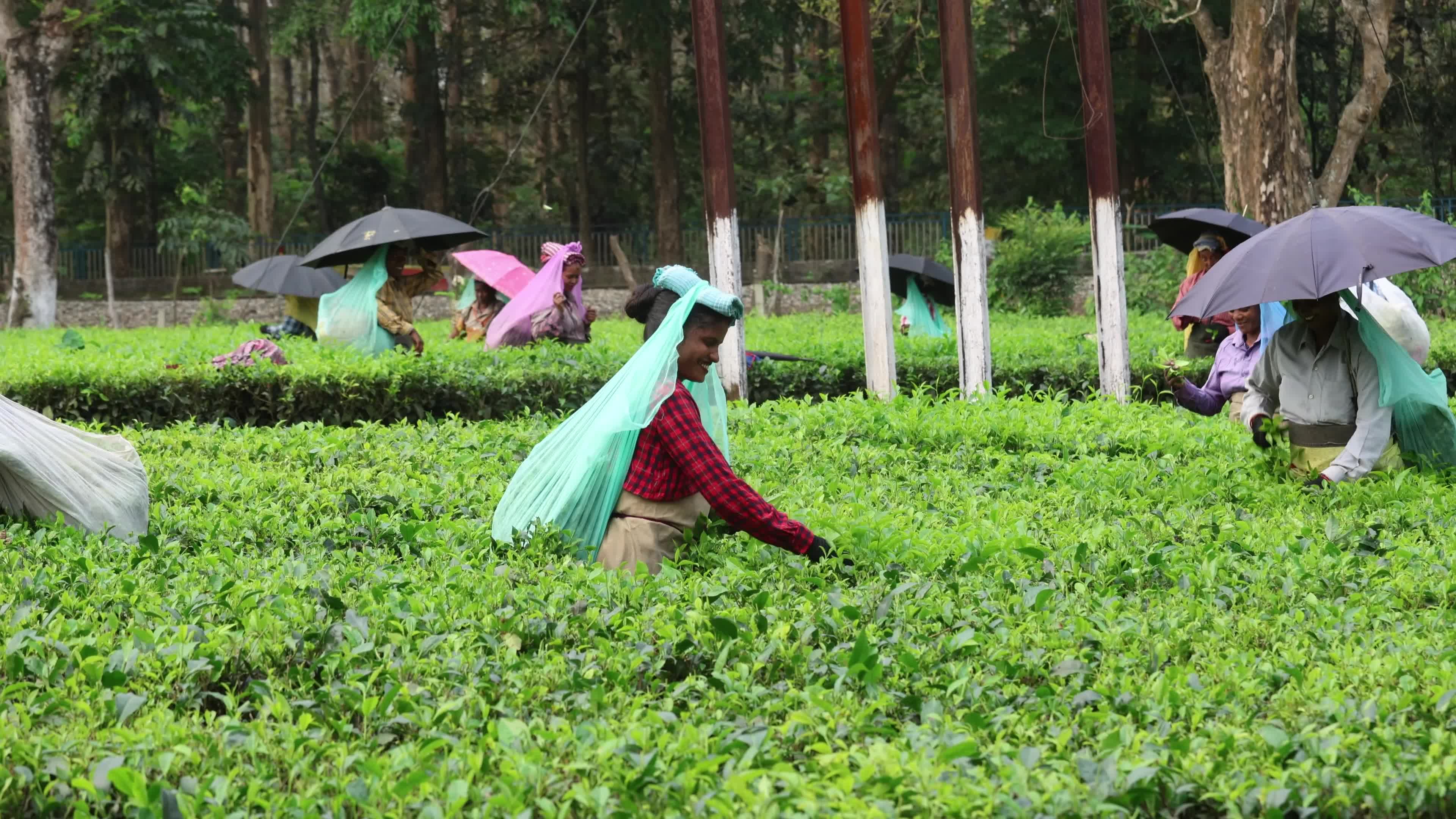 Tea Leaves Plucking In, Siliguri, Darjeeling district In India