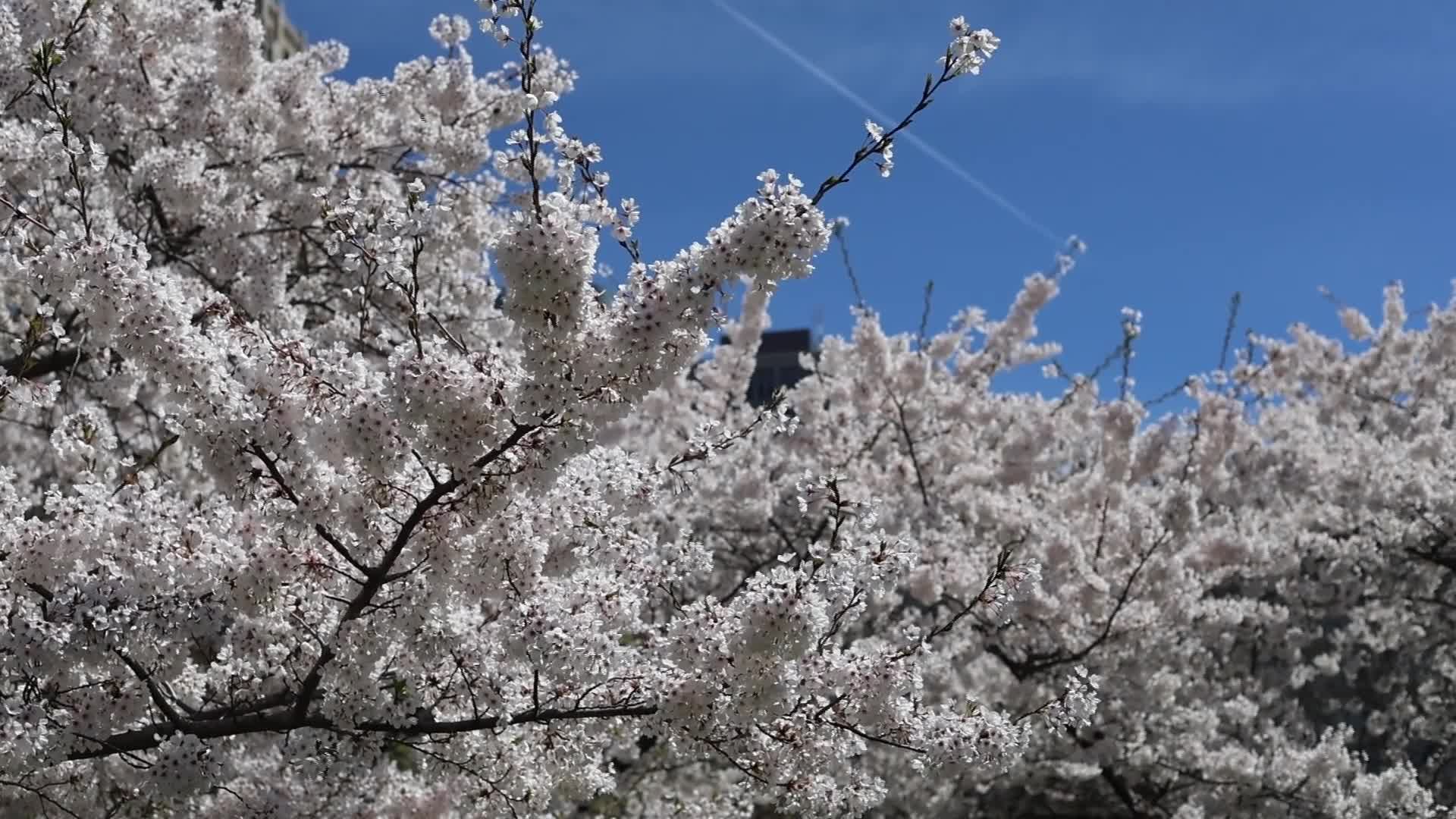 Sakura Trees in full bloom In Toronto, Canada - 04/27/2026