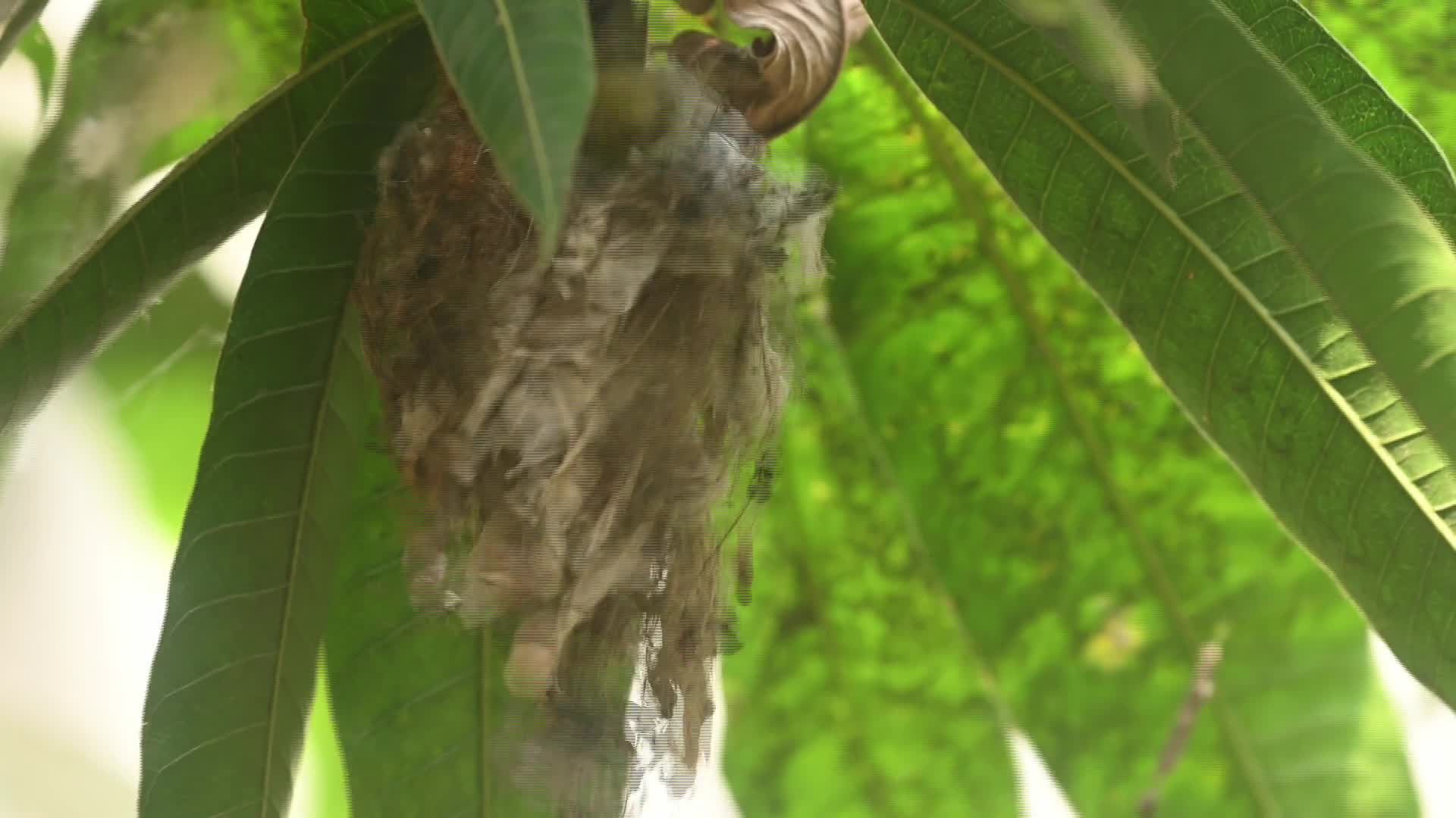 Purple Rumped Sunbird nest-builIding activity - 08/03/2026