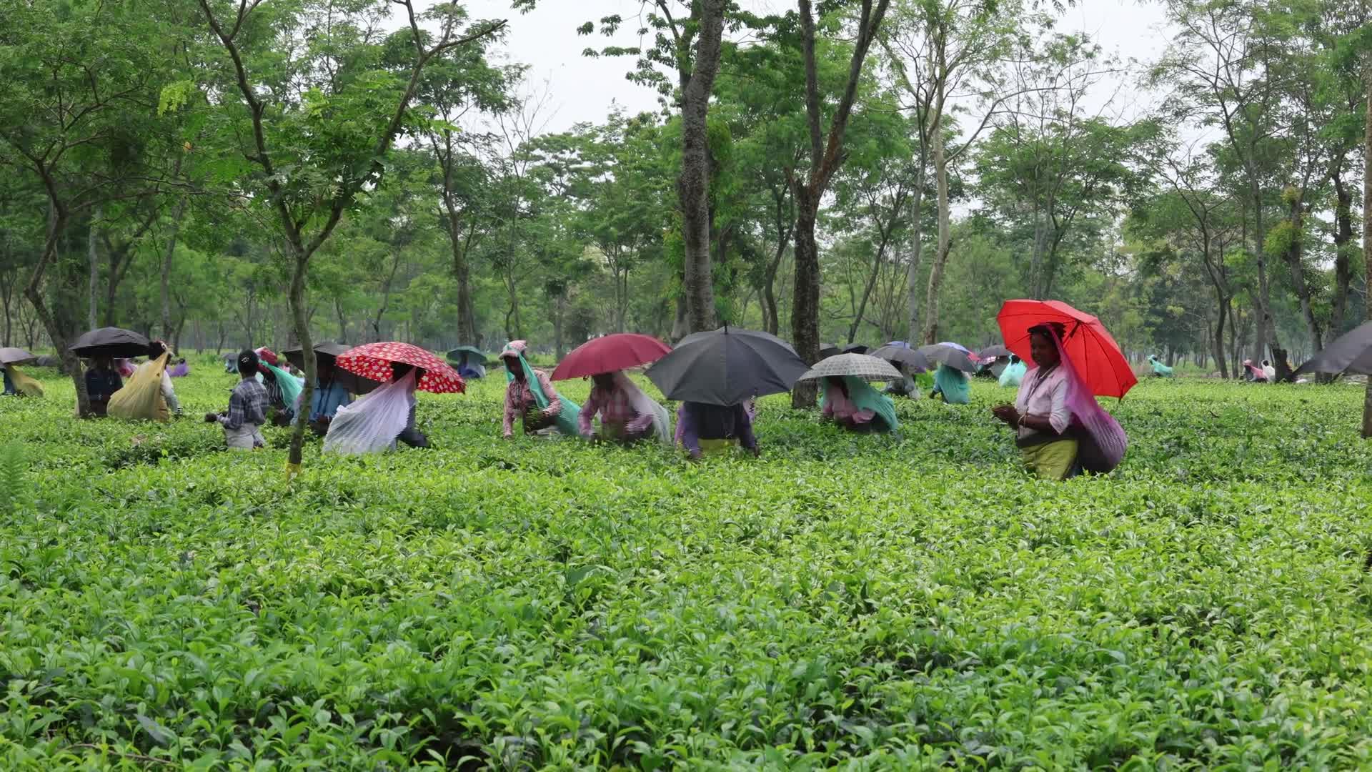 Tea Leaves Plucking In, Siliguri, Darjeeling district In India - 04/24/2026