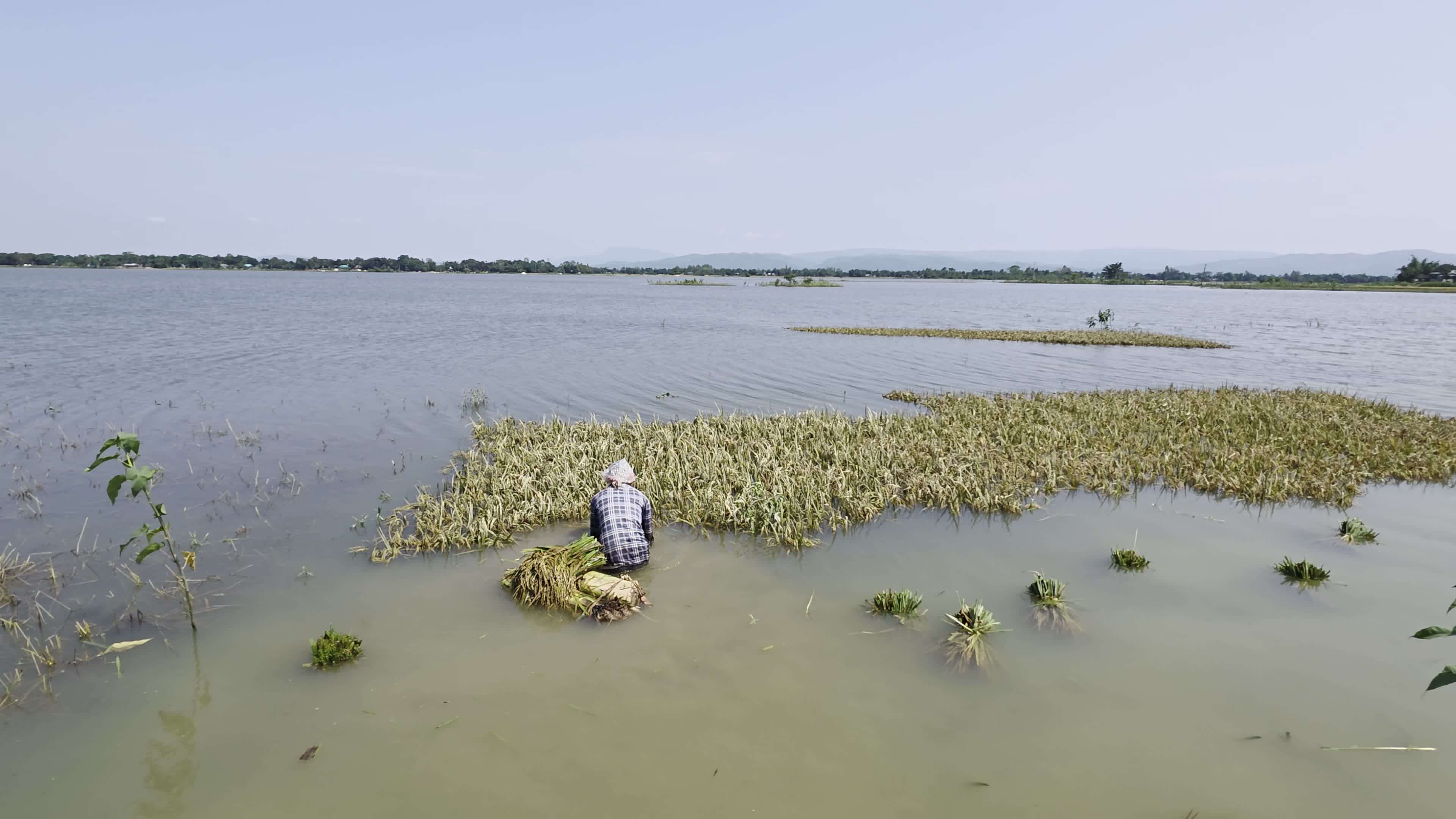 Bangladeshi Farmer Harvests Paddy Amid Flash Floods In Netrokona