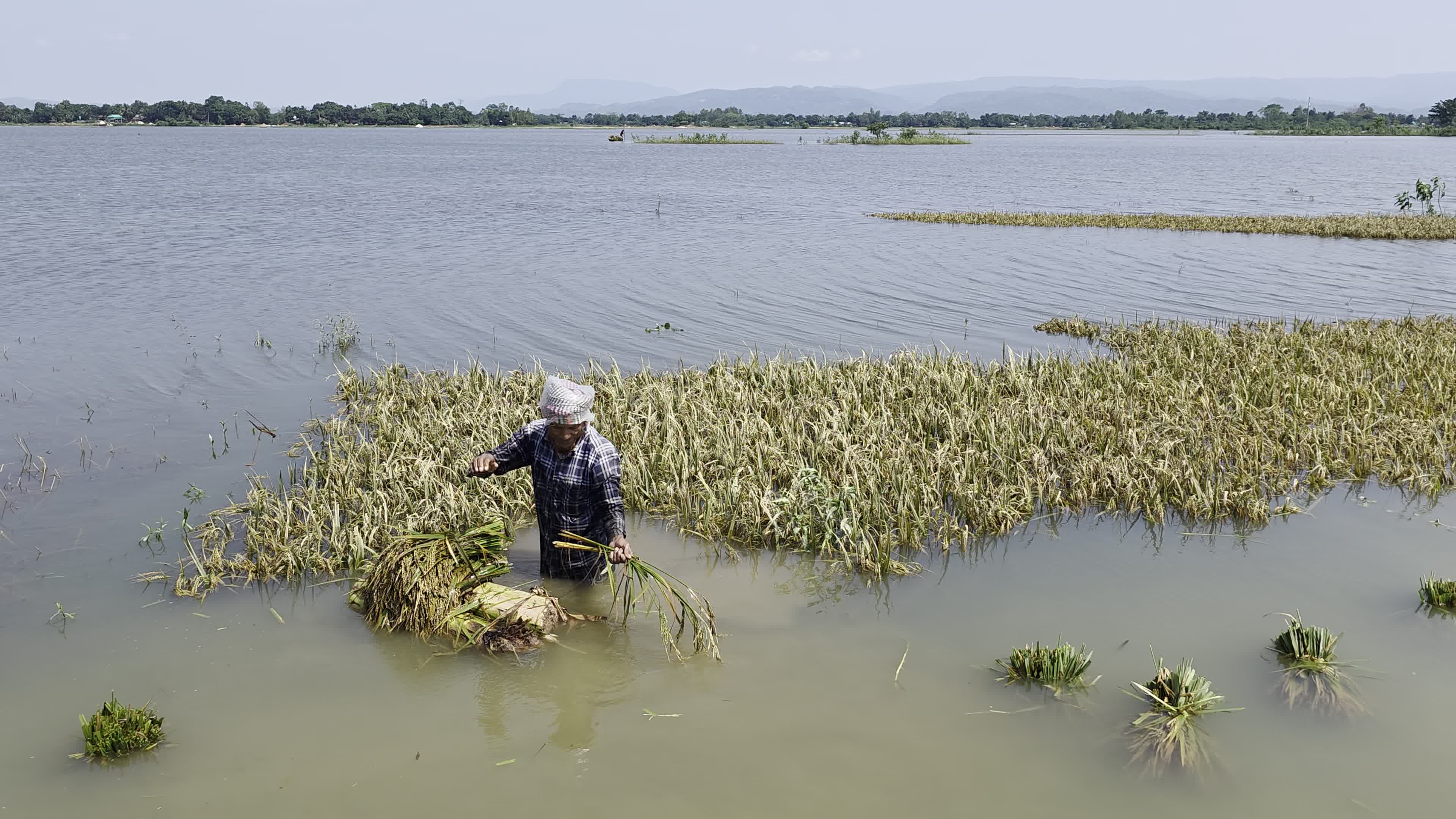 Bangladeshi Farmer Harvests Paddy Amid Flash Floods In Netrokona