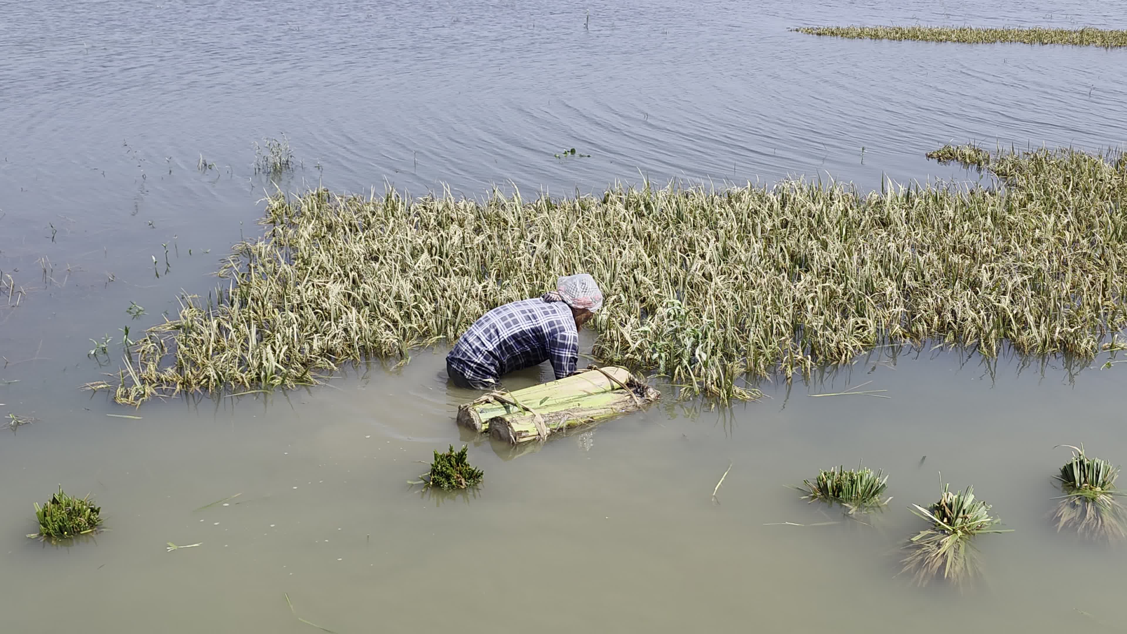 Bangladeshi Farmer Harvests Paddy Amid Flash Floods In Netrokona