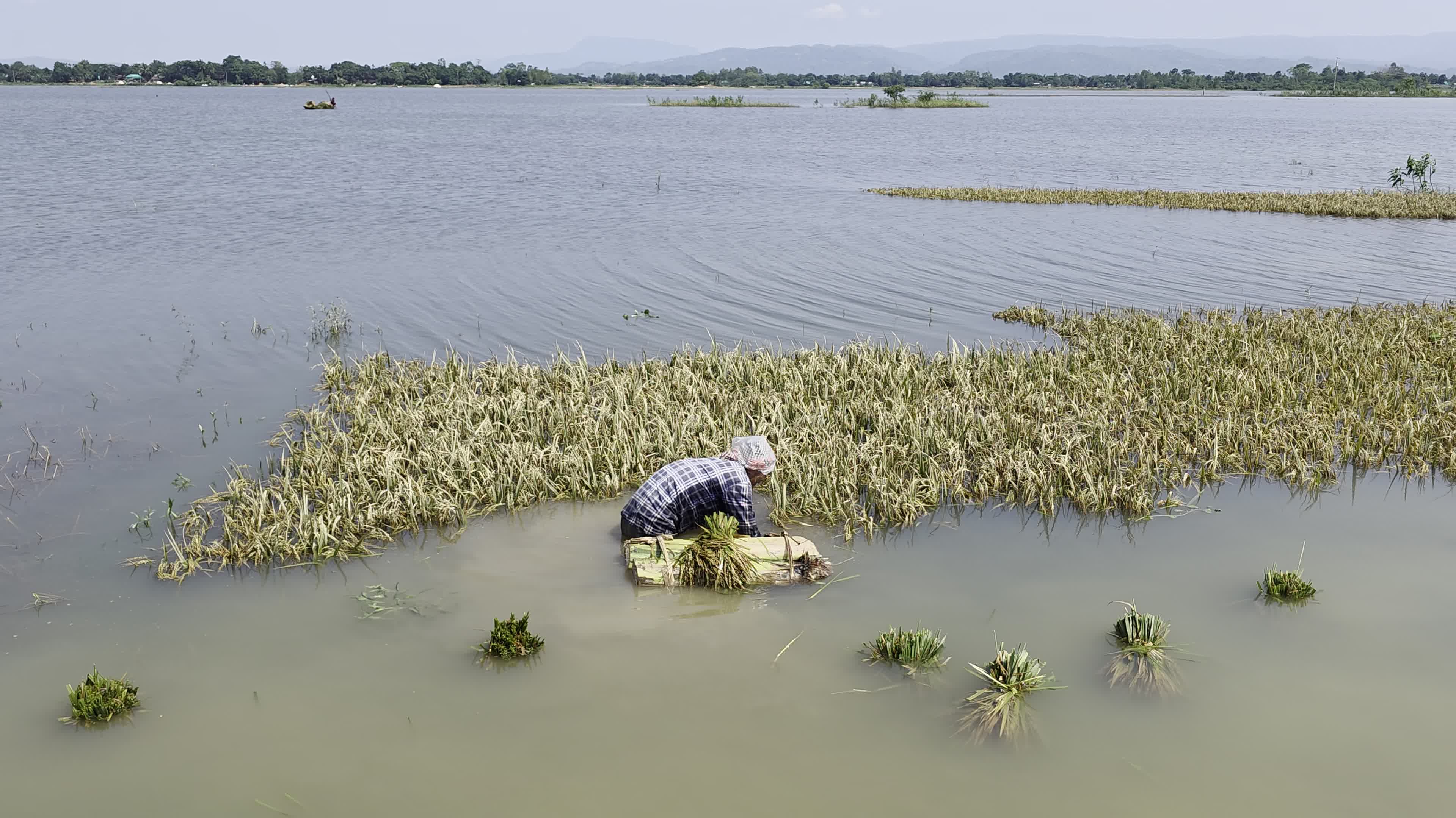 Bangladeshi Farmer Harvests Paddy Amid Flash Floods In Netrokona