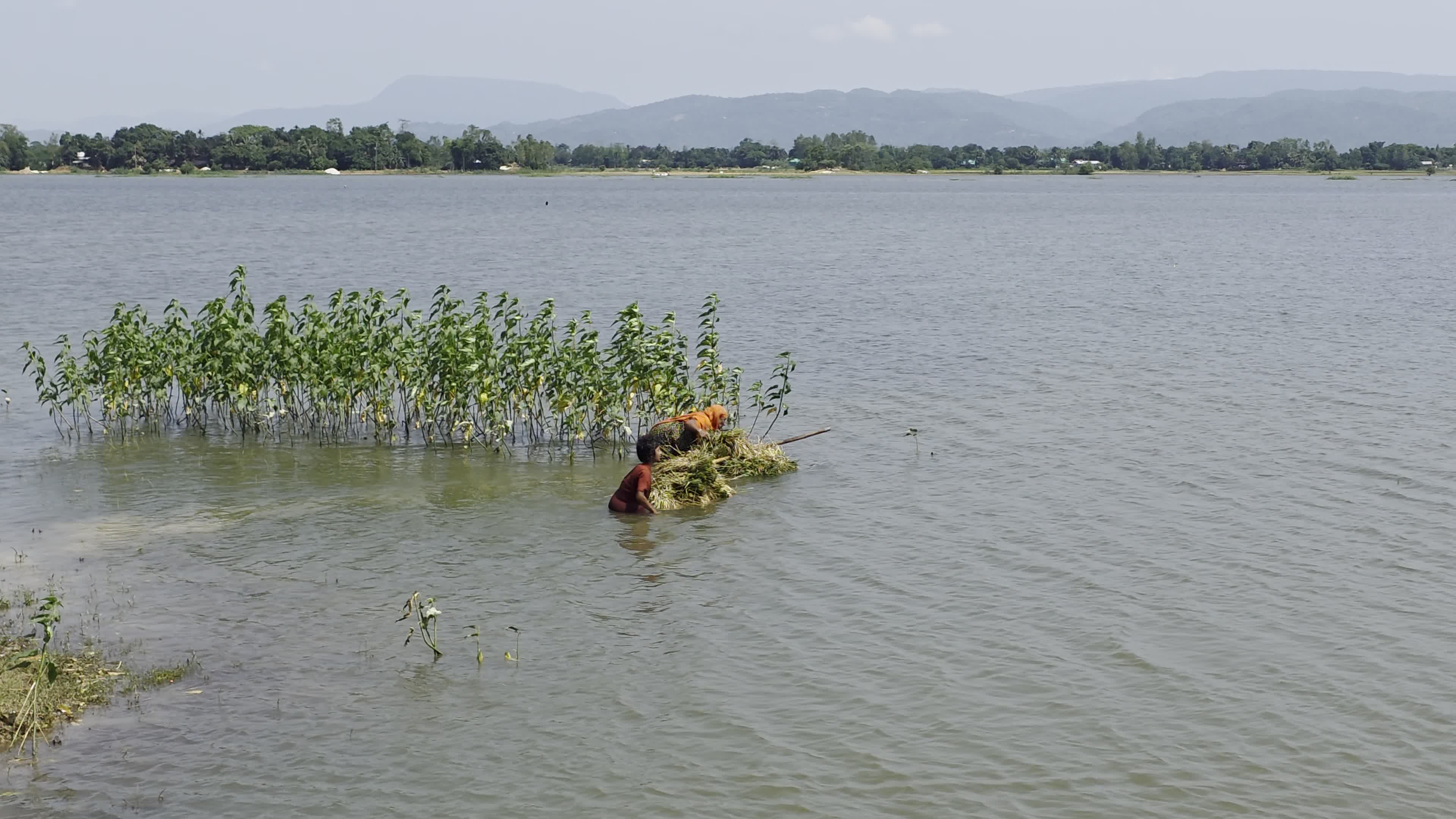 Bangladeshi Farmer Harvests Paddy Amid Flash Floods In Netrokona