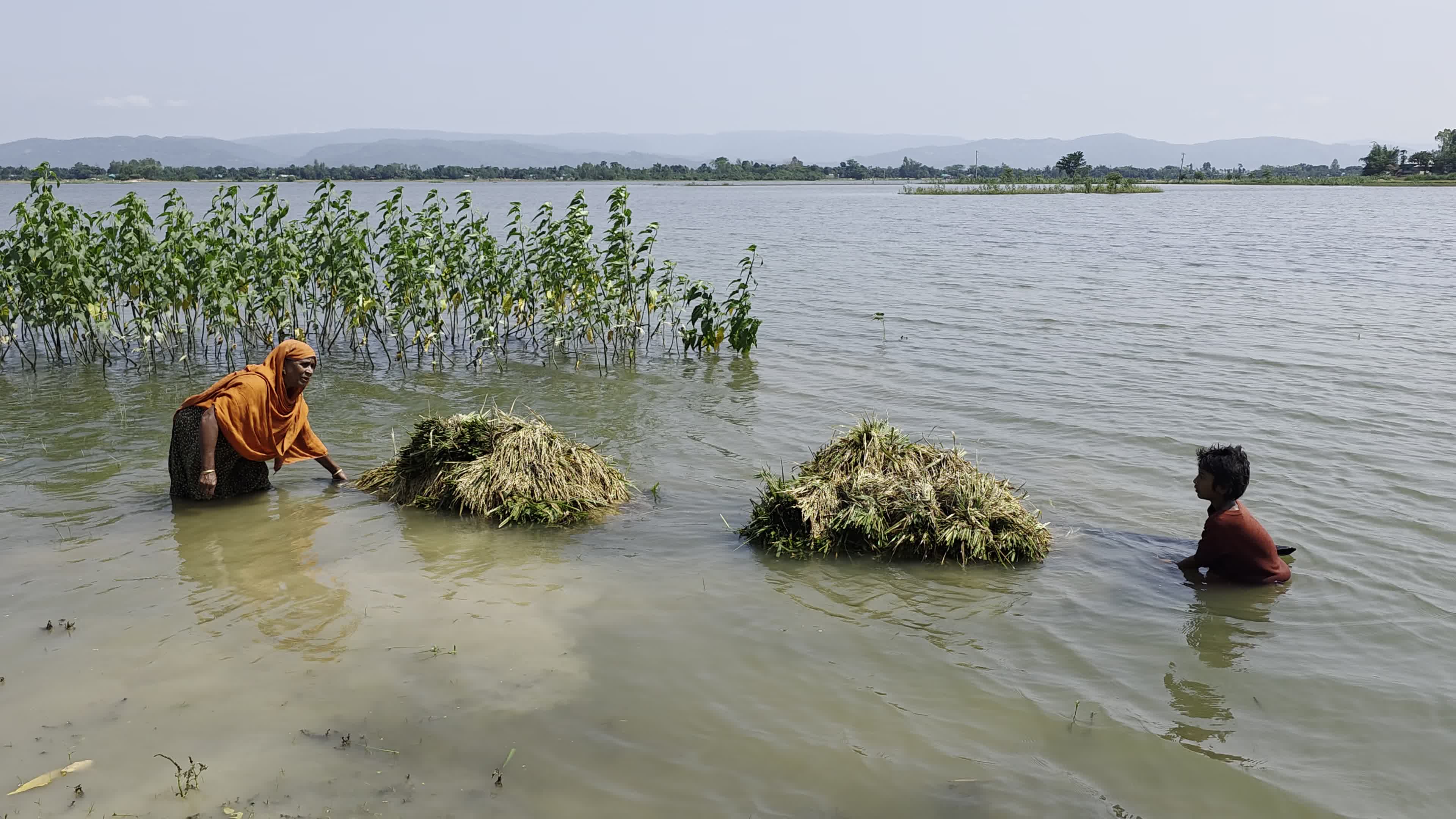 Bangladeshi Farmer Harvests Paddy Amid Flash Floods In Netrokona