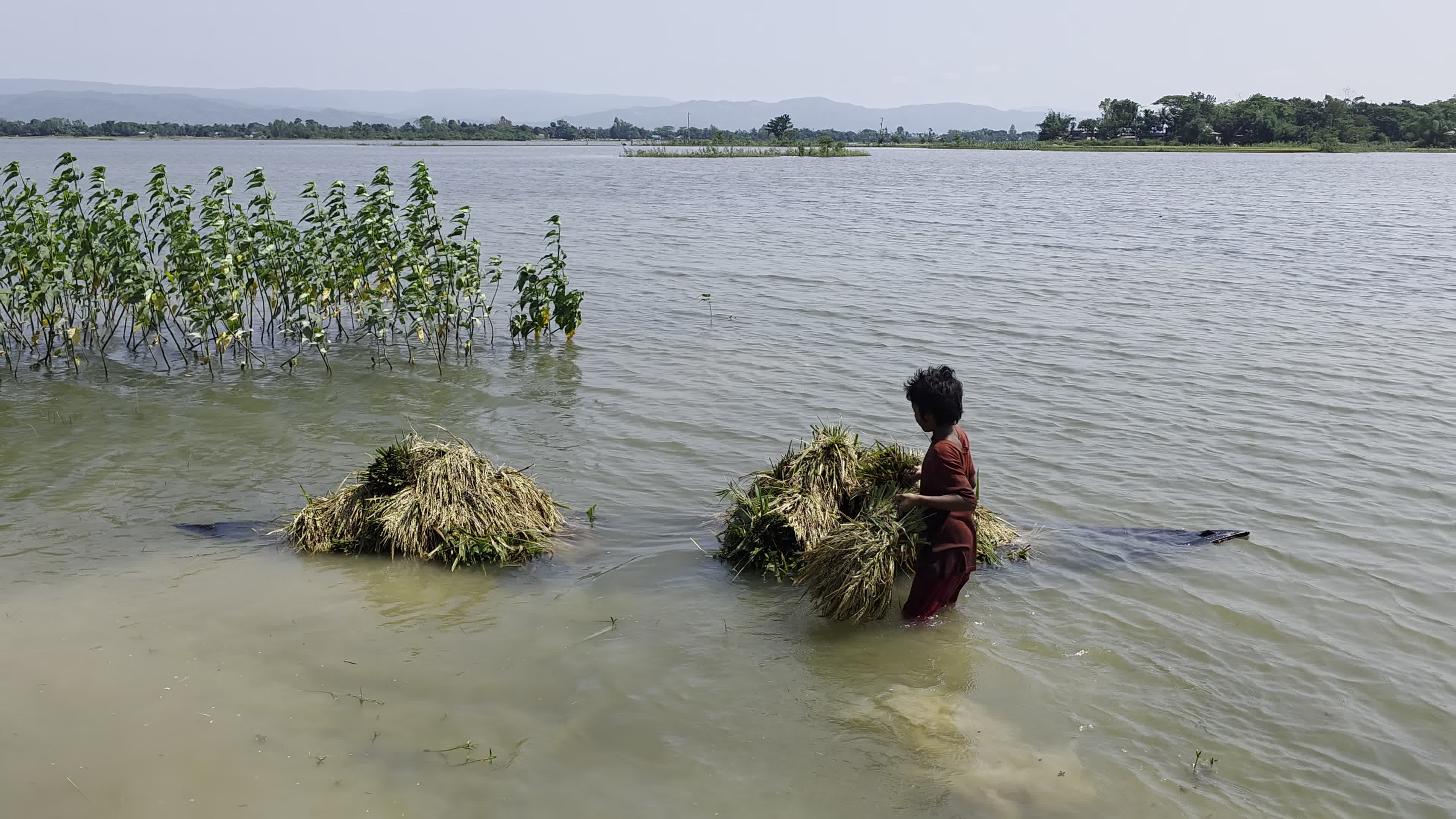 Bangladeshi Farmer Harvests Paddy Amid Flash Floods In Netrokona