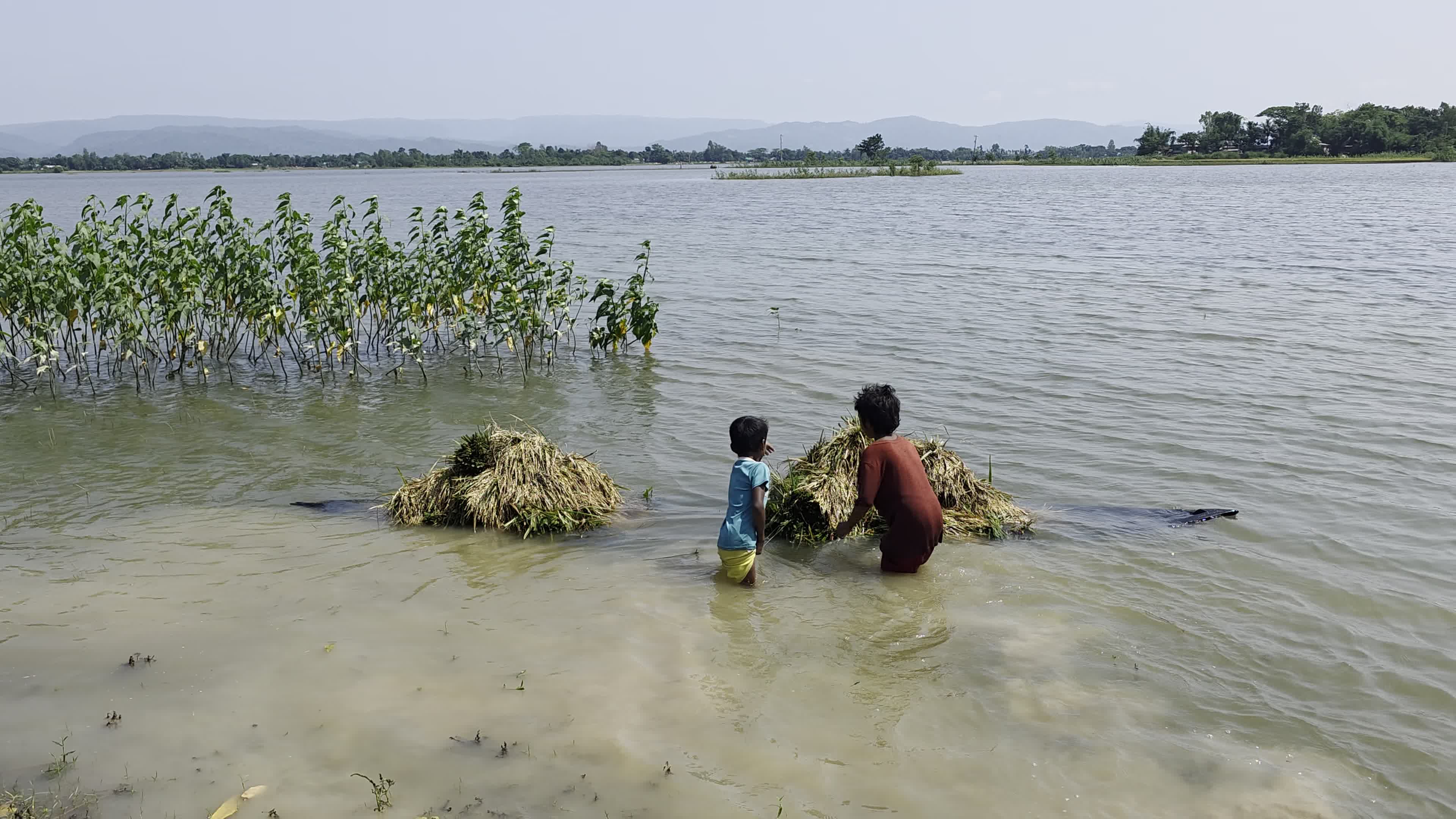 Bangladeshi Farmer Harvests Paddy Amid Flash Floods In Netrokona