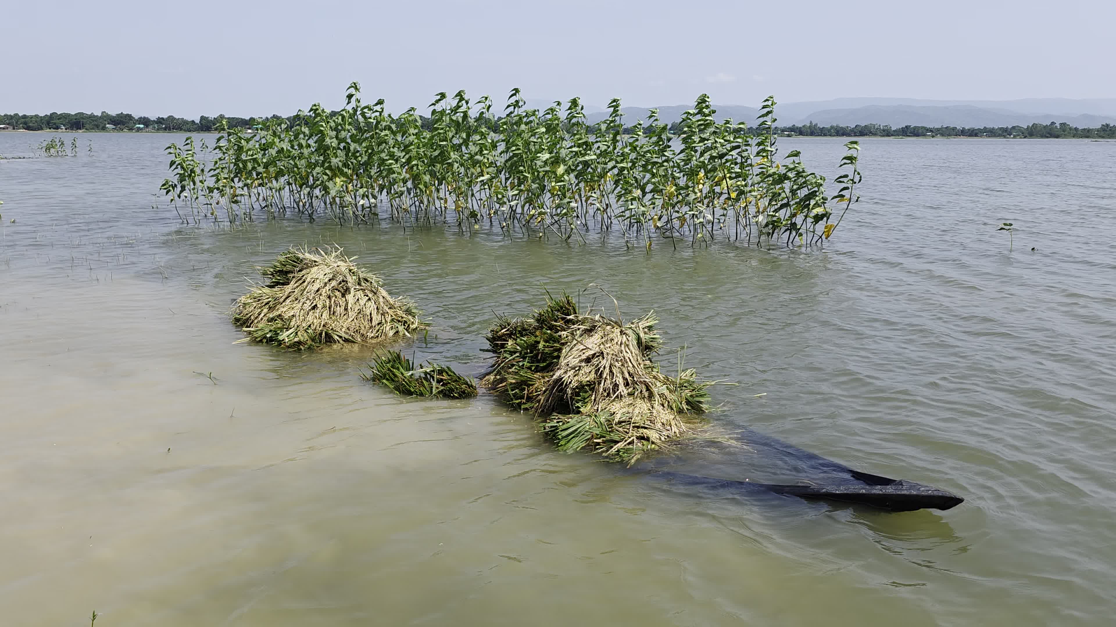 Bangladeshi Farmer Harvests Paddy Amid Flash Floods In Netrokona