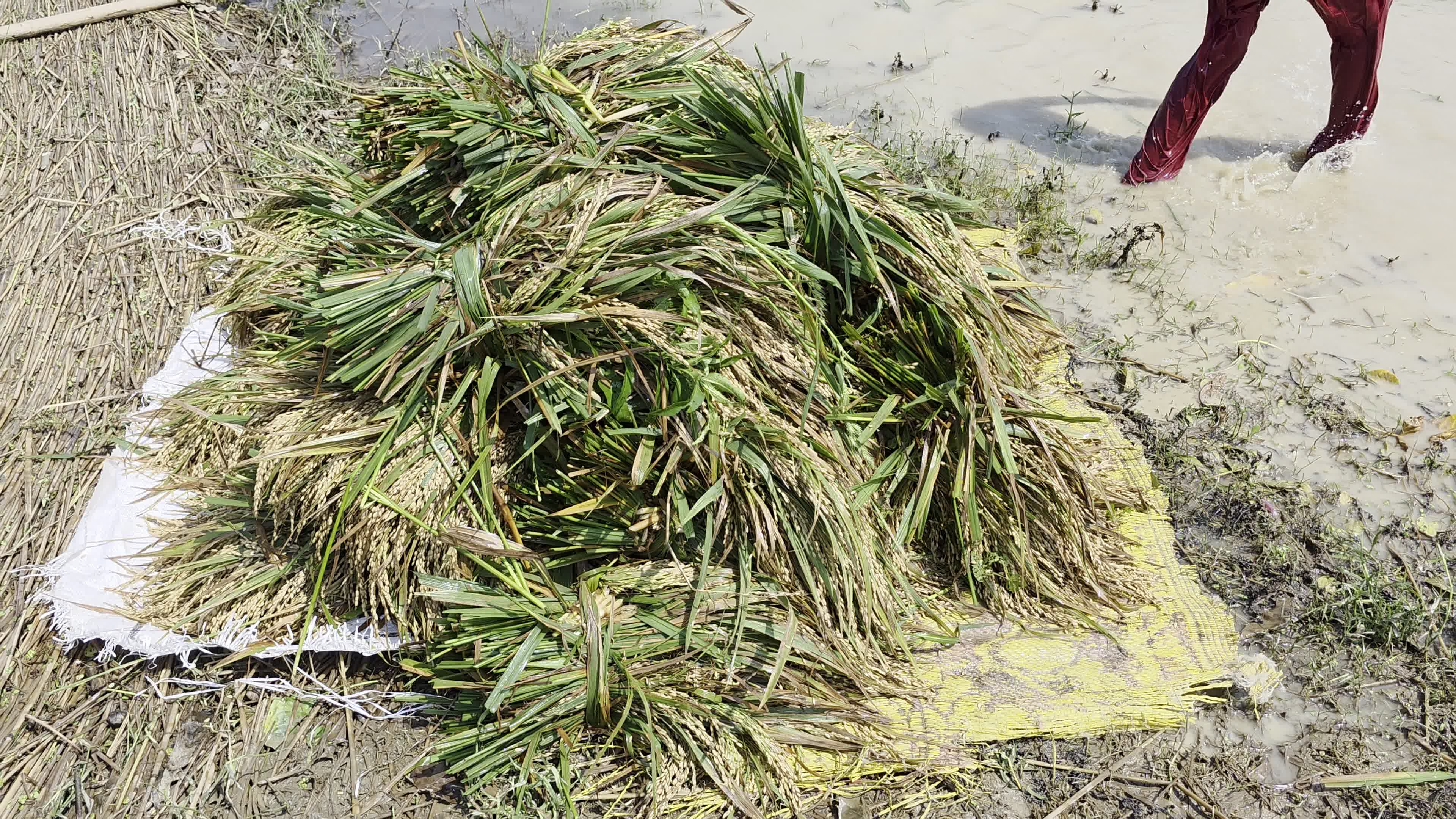 Bangladeshi Farmer Harvests Paddy Amid Flash Floods In Netrokona