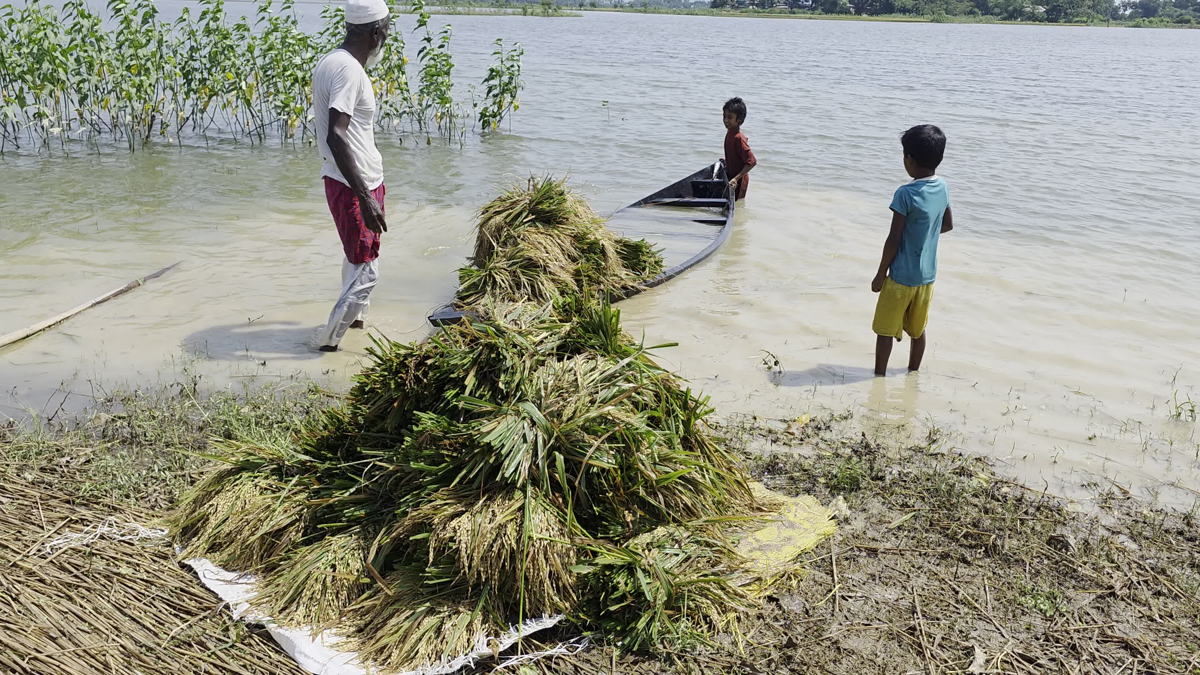 Bangladeshi Farmer Harvests Paddy Amid Flash Floods In Netrokona