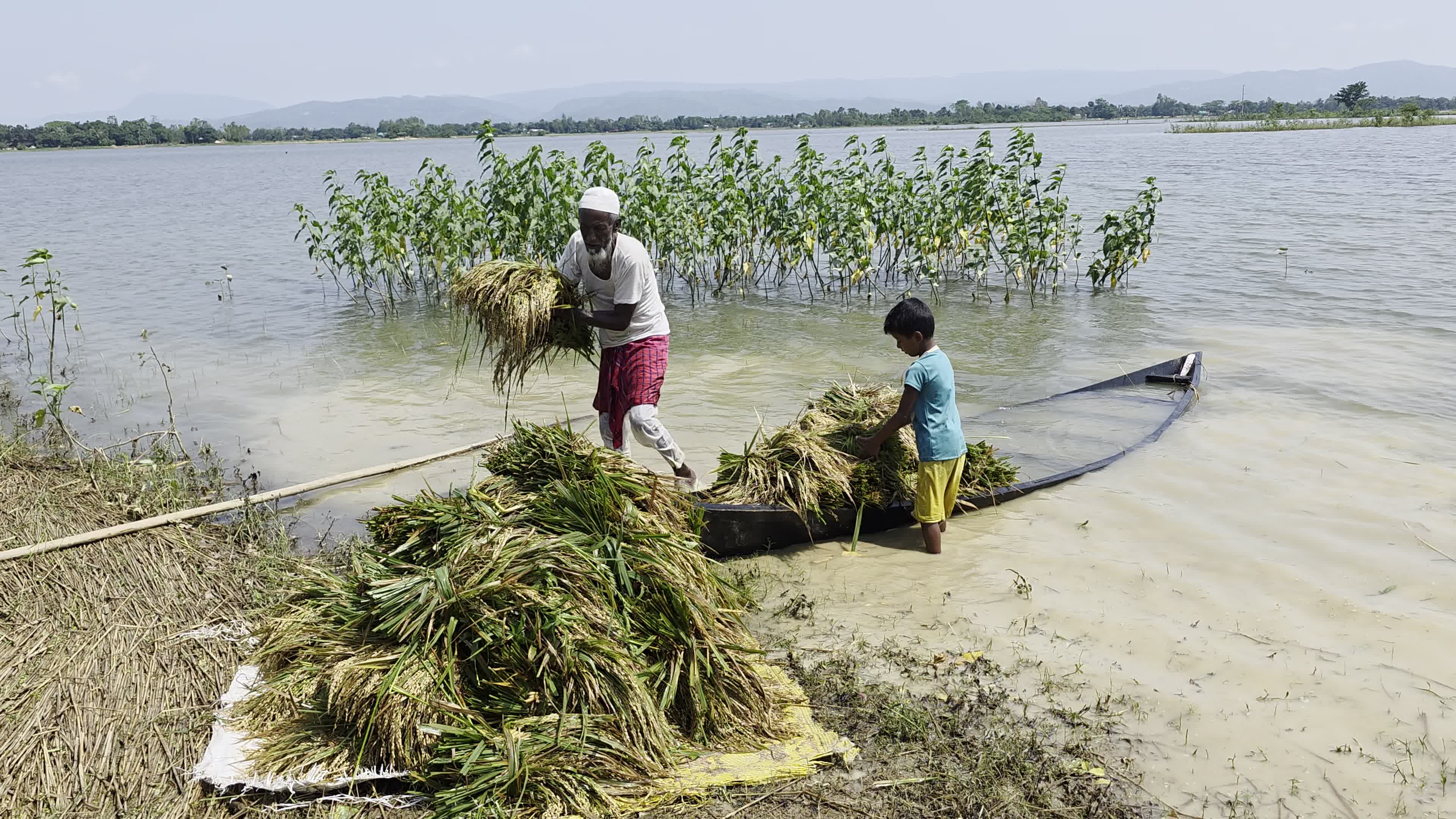 Bangladeshi Farmer Harvests Paddy Amid Flash Floods In Netrokona