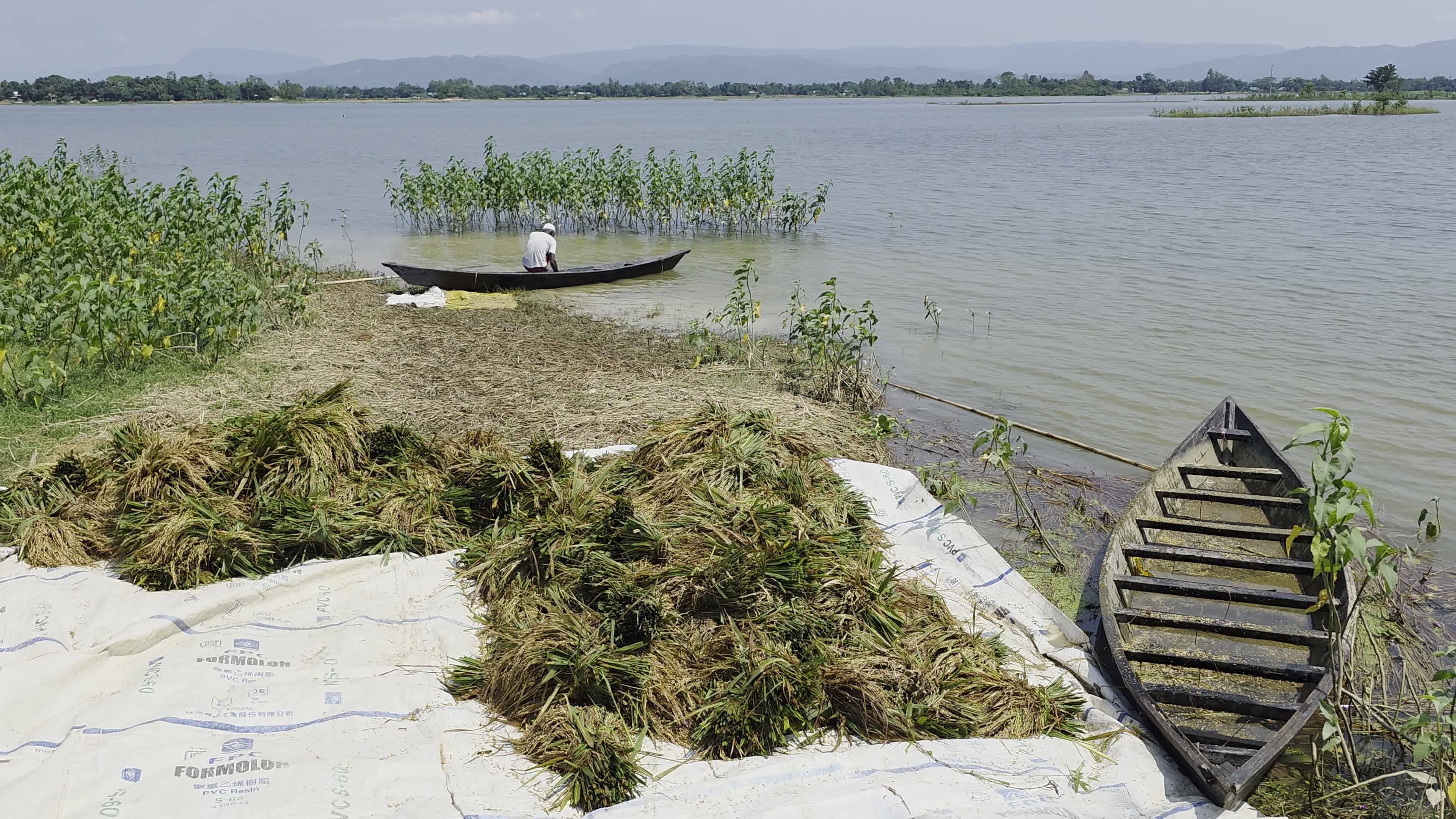 Bangladeshi Farmer Harvests Paddy Amid Flash Floods In Netrokona